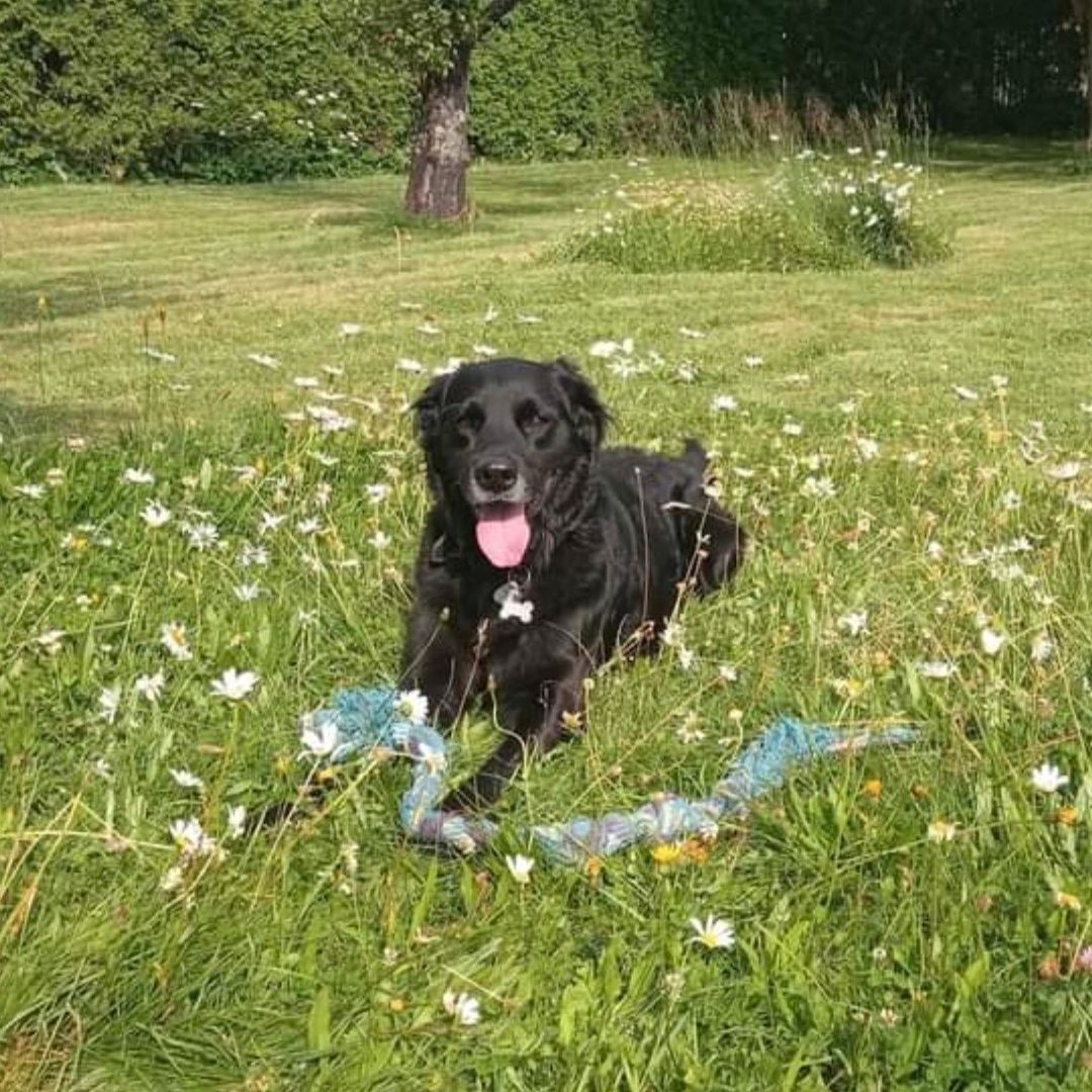 Soutěžní fotografie - Falco,  Zlatý retriever