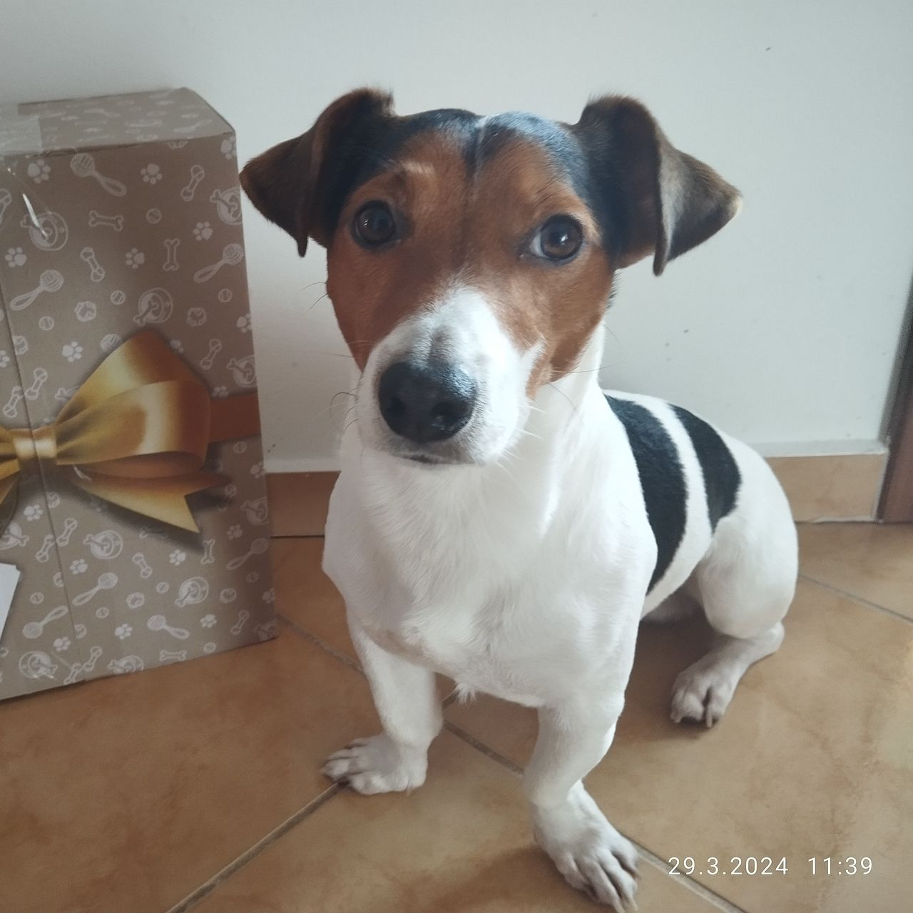 Soutěžní fotografie - Muffin,  Jack Russell Teriér