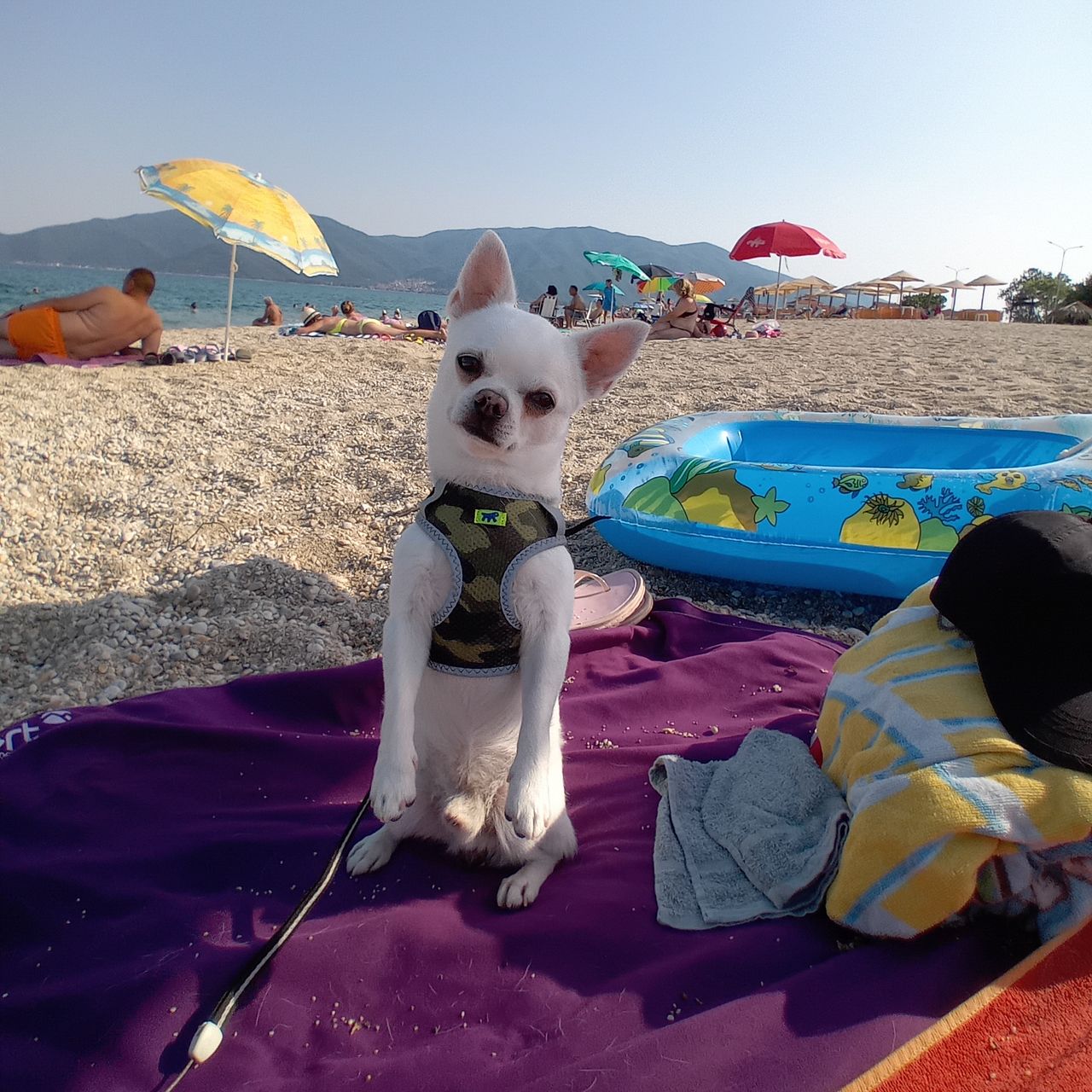 Soutěžní fotografie - Leoo z Husova dvora,  Čivava