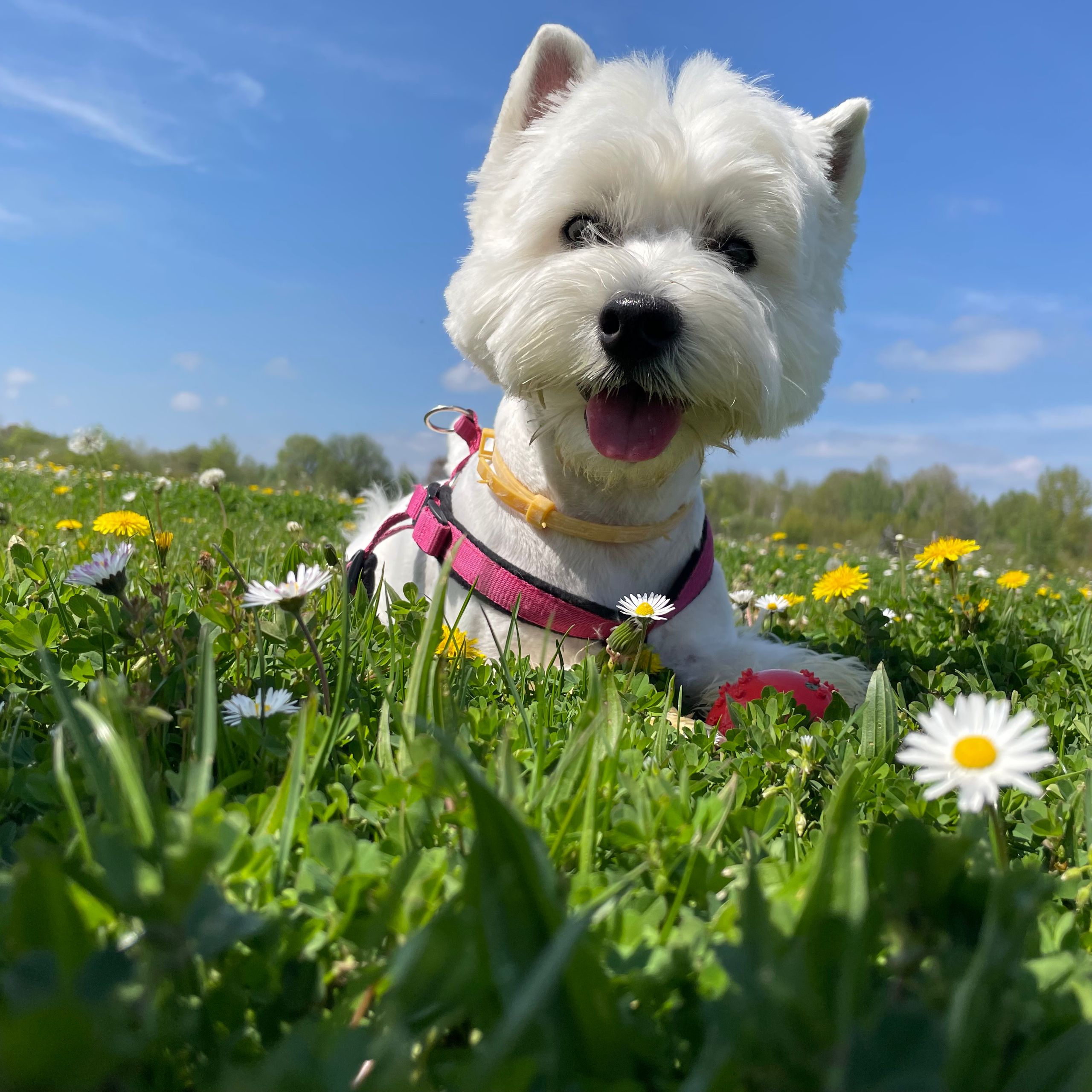 Soutěžní fotografie - Zolly,  West Highland White Terrier