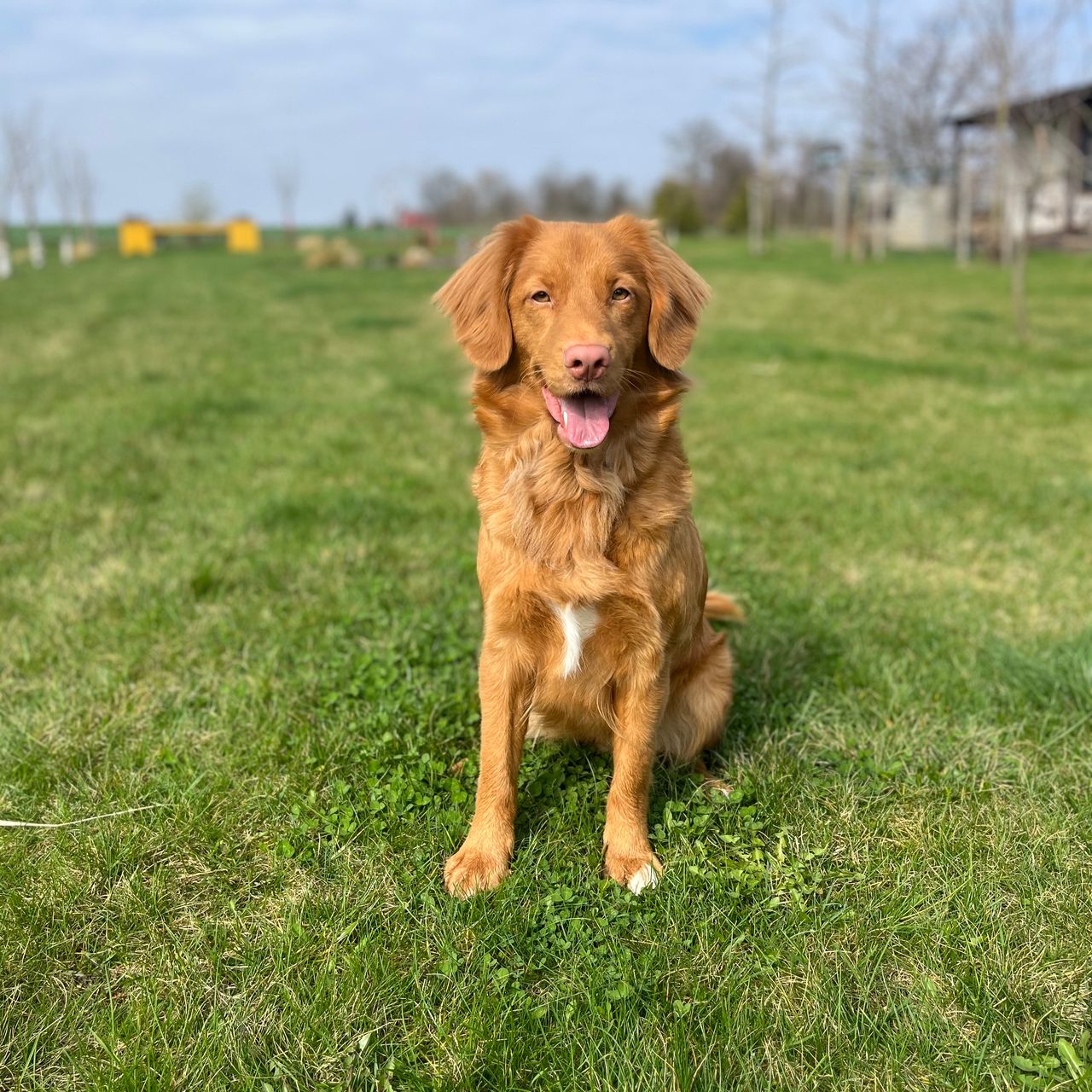 Soutěžní fotografie - Hailey,  Nova Scotia Duck Tolling Retriever