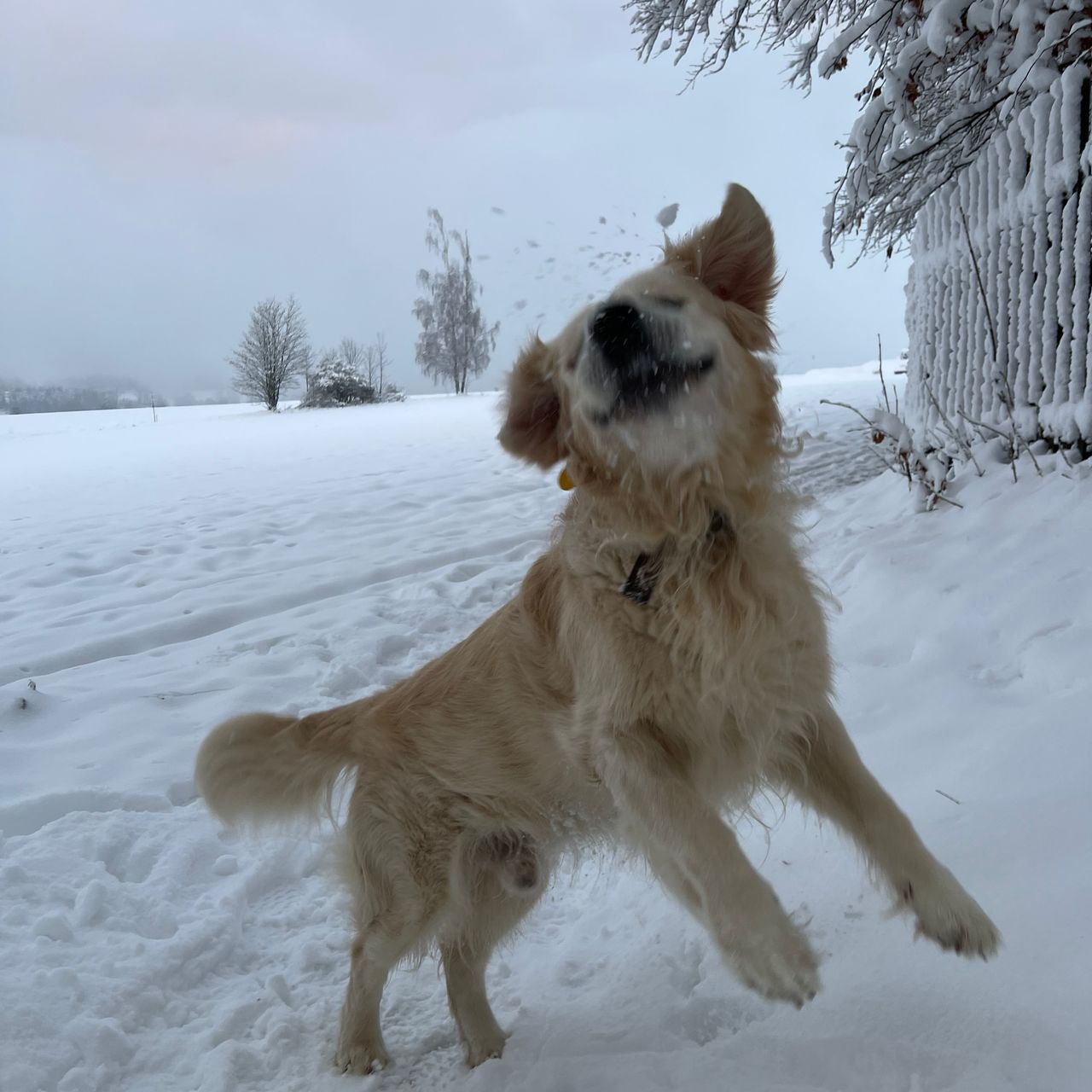 Soutěžní fotografie - Lucky,  Zlatý retriever