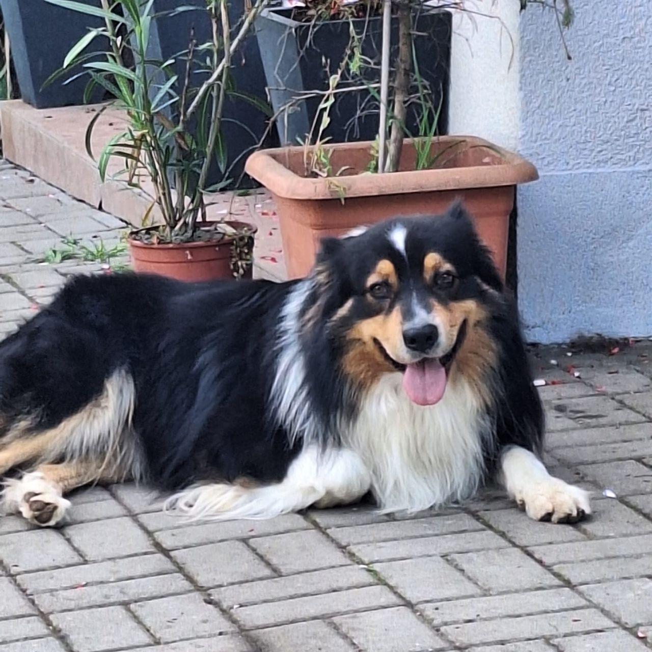 Soutěžní fotografie - Merlin,  Australský ovčák