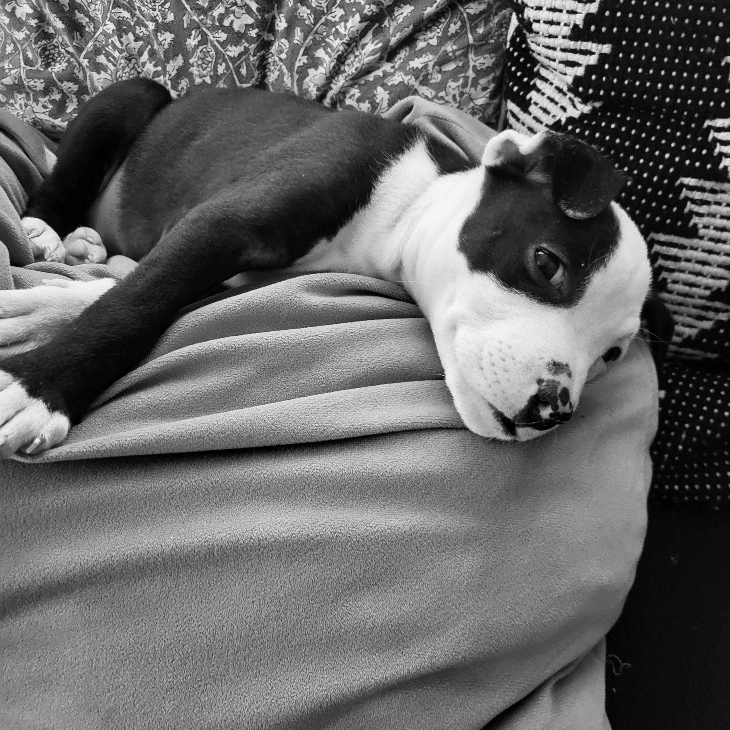 Soutěžní fotografie - Jessie,  Stafordšírský bullterier