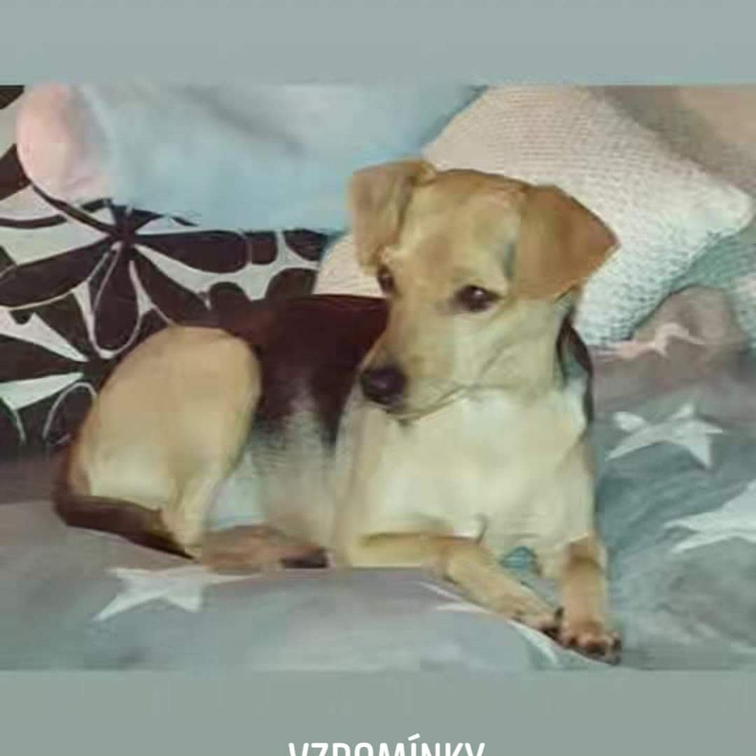 Soutěžní fotografie - Betty,  Ostatní