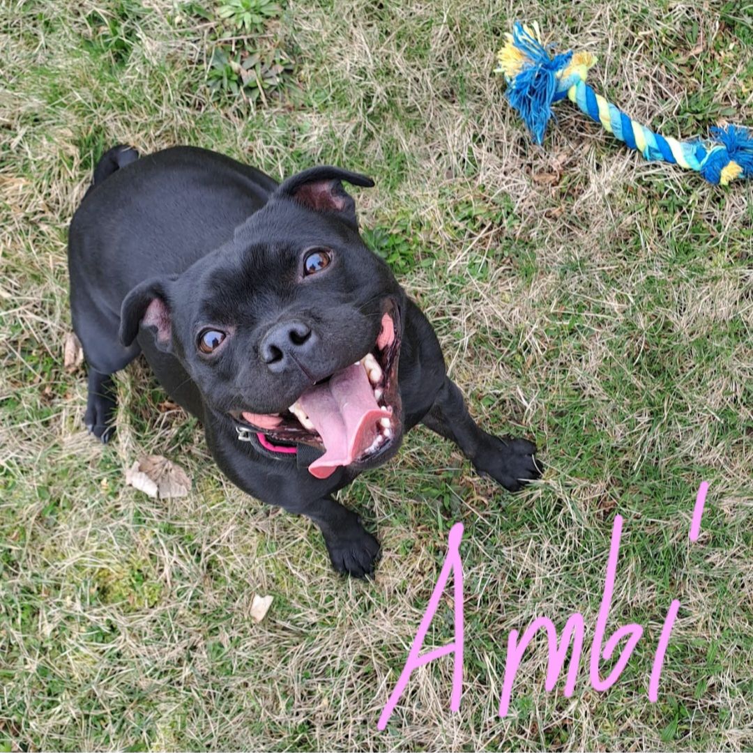 Soutěžní fotografie - Amber,  Stafordšírský bullterier