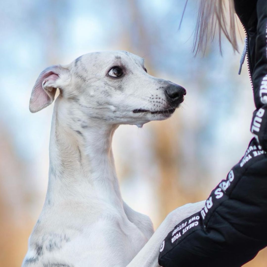 Soutěžní fotografie - Alvin,  Whippet