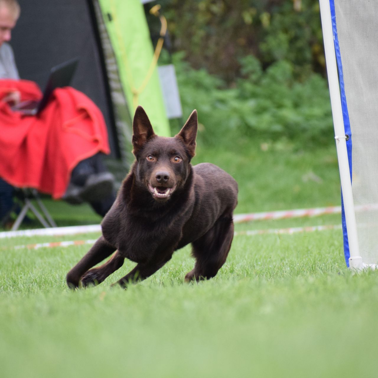 Soutěžní fotografie - Diamond In The Sky Cleverly Crazy ,  Australská kelpie