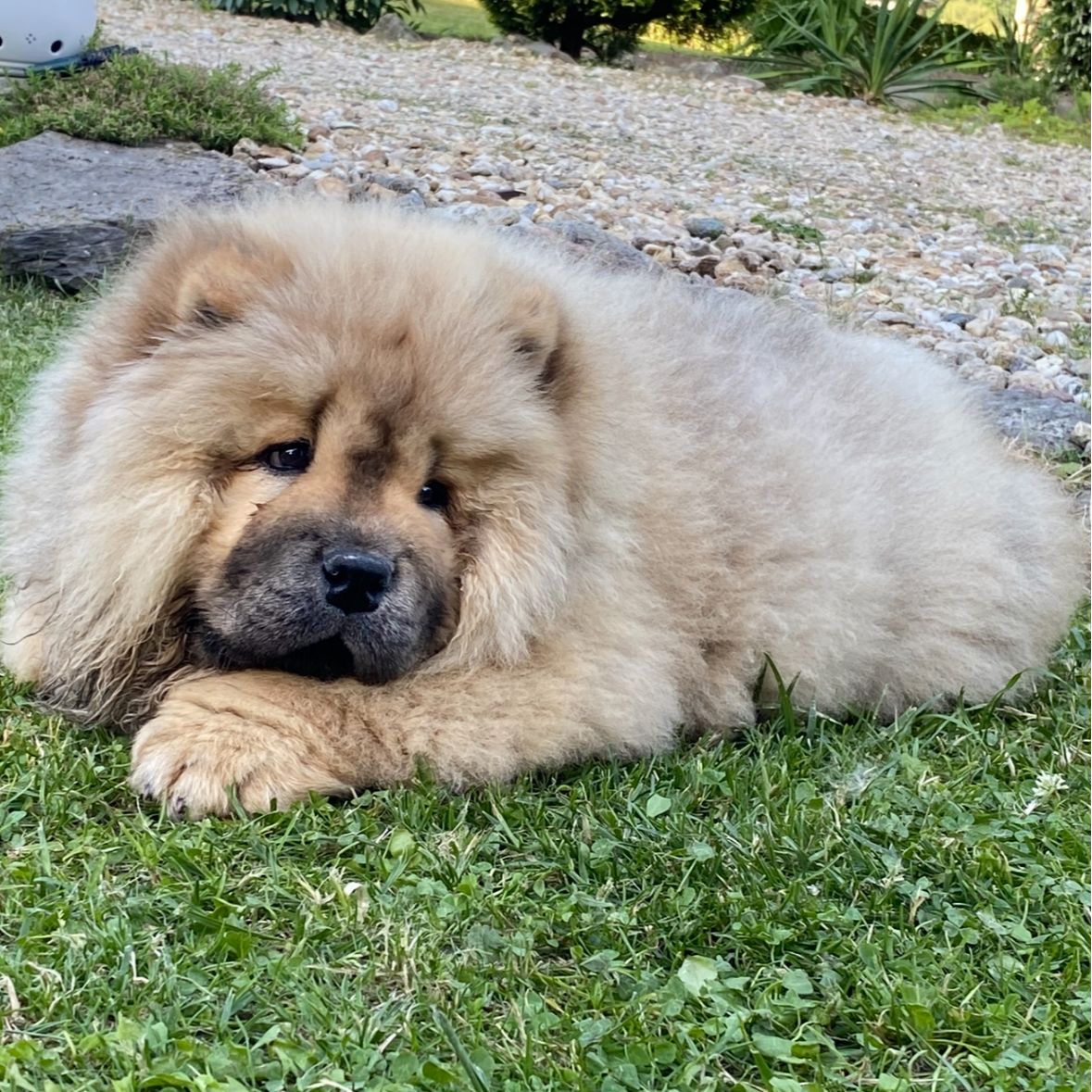 Soutěžní fotografie - Berry,  Chow chow