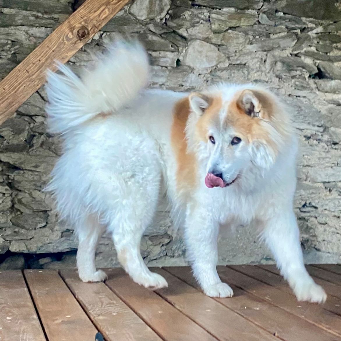 Soutěžní fotografie - Maxim,  Thai Bangkaew dog