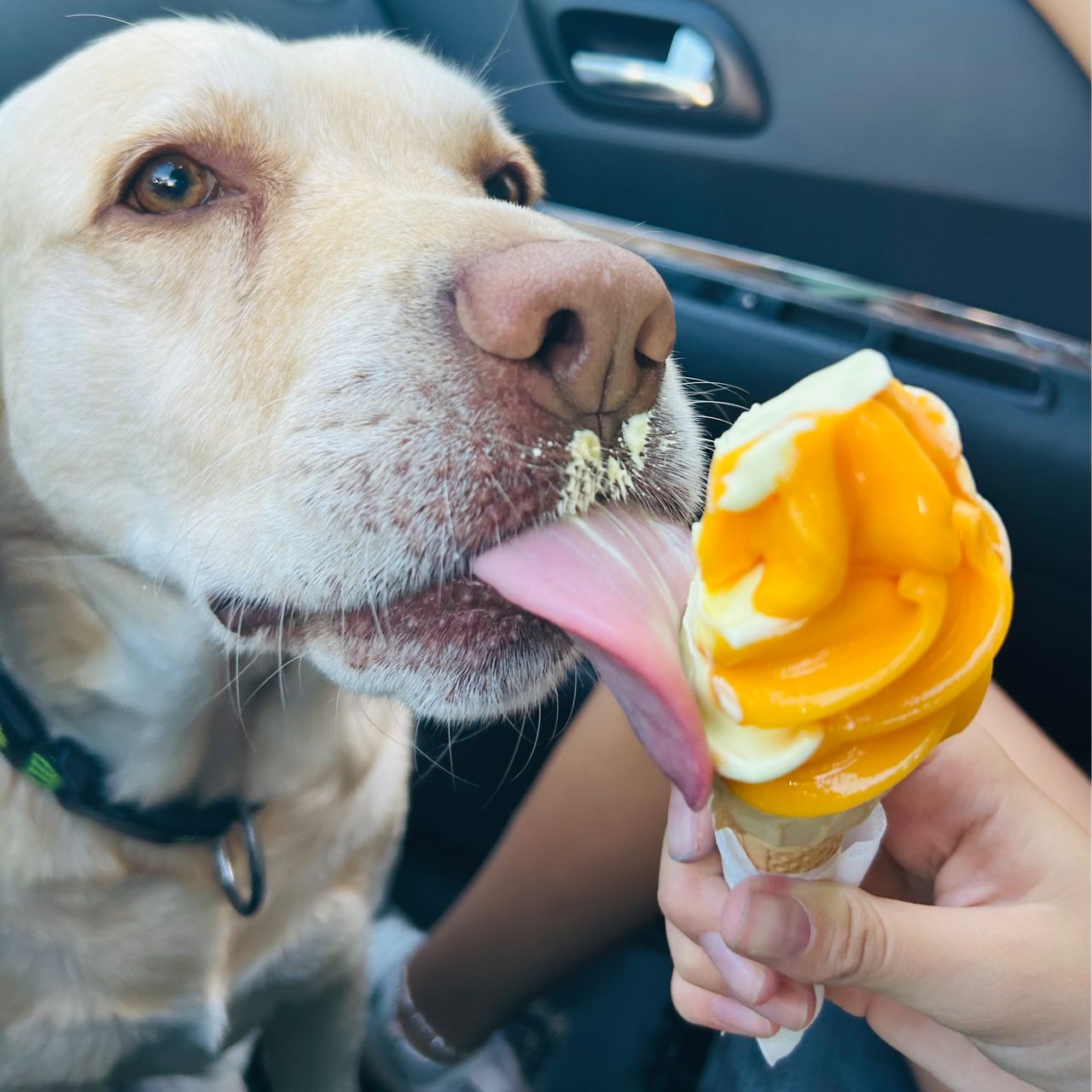 Soutěžní fotografie - Atýsek,  Labradorský retriever