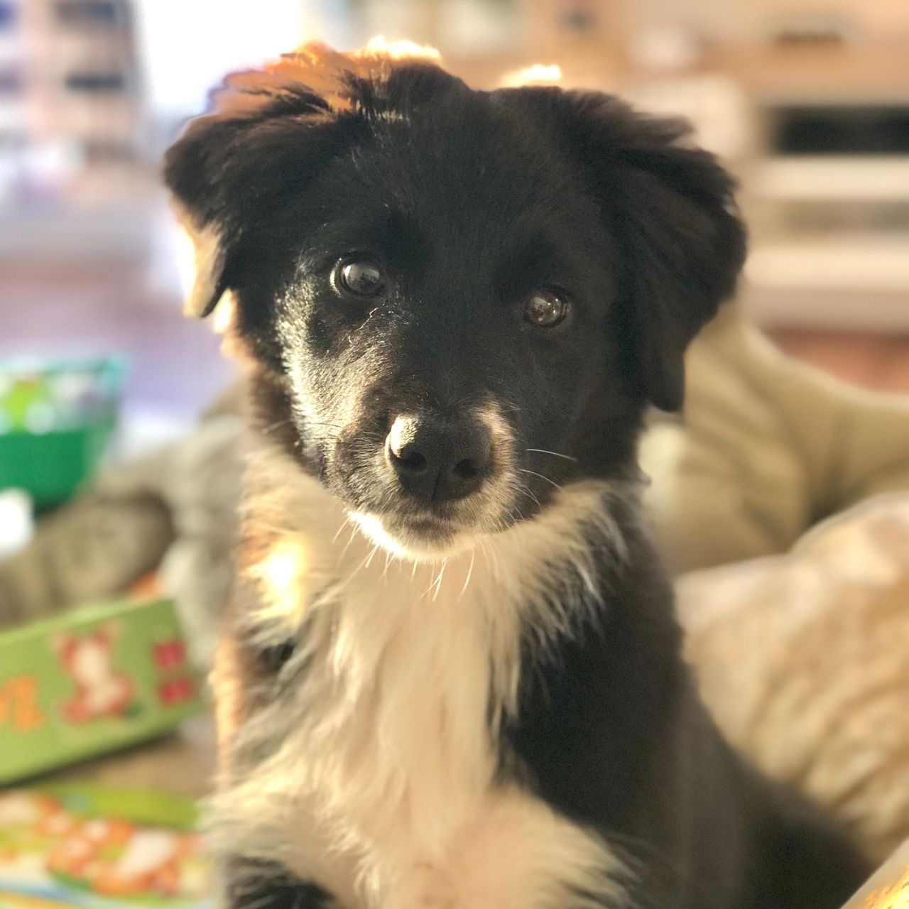 Soutěžní fotografie - Zoey,  Border kolie