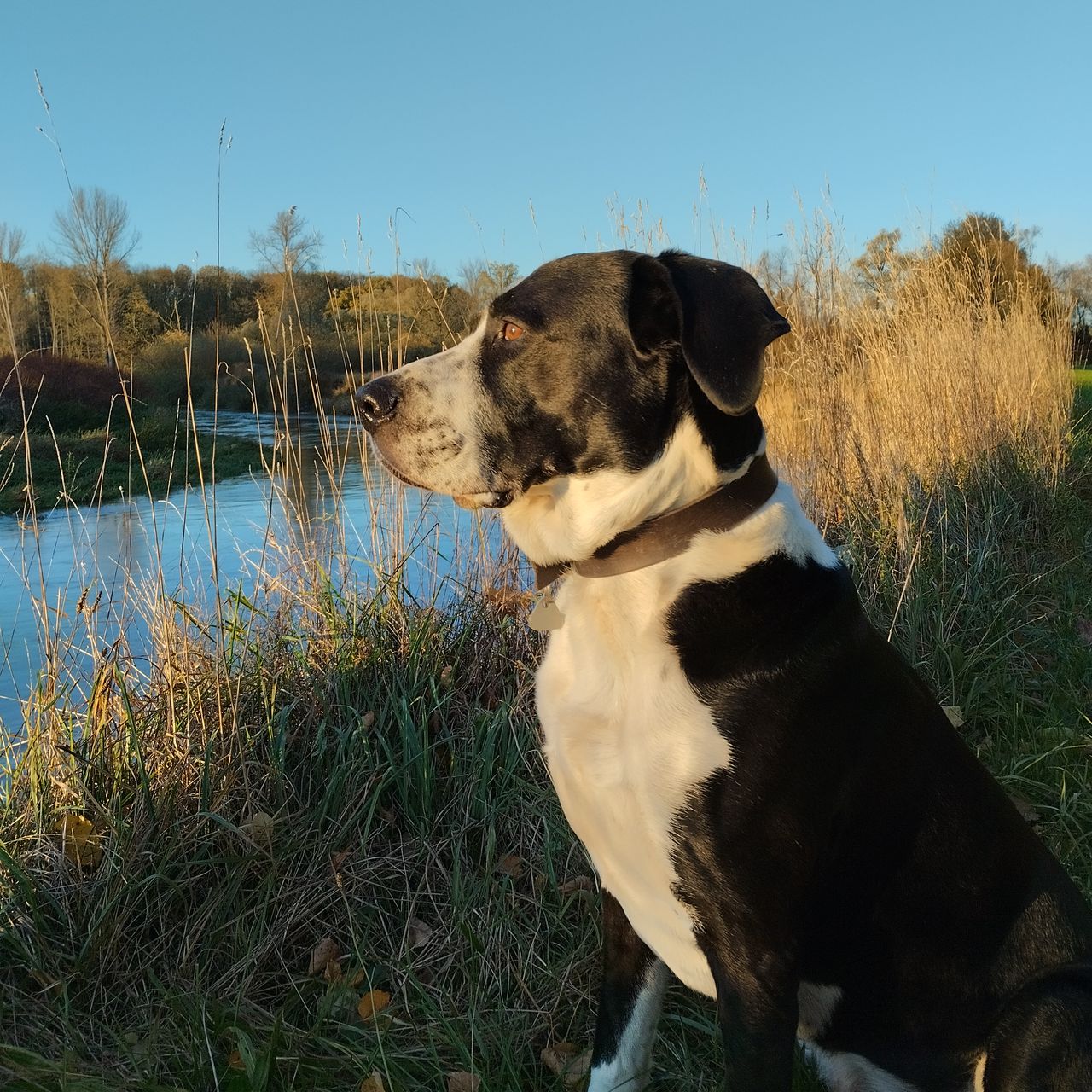Soutěžní fotografie - Max,  Ostatní