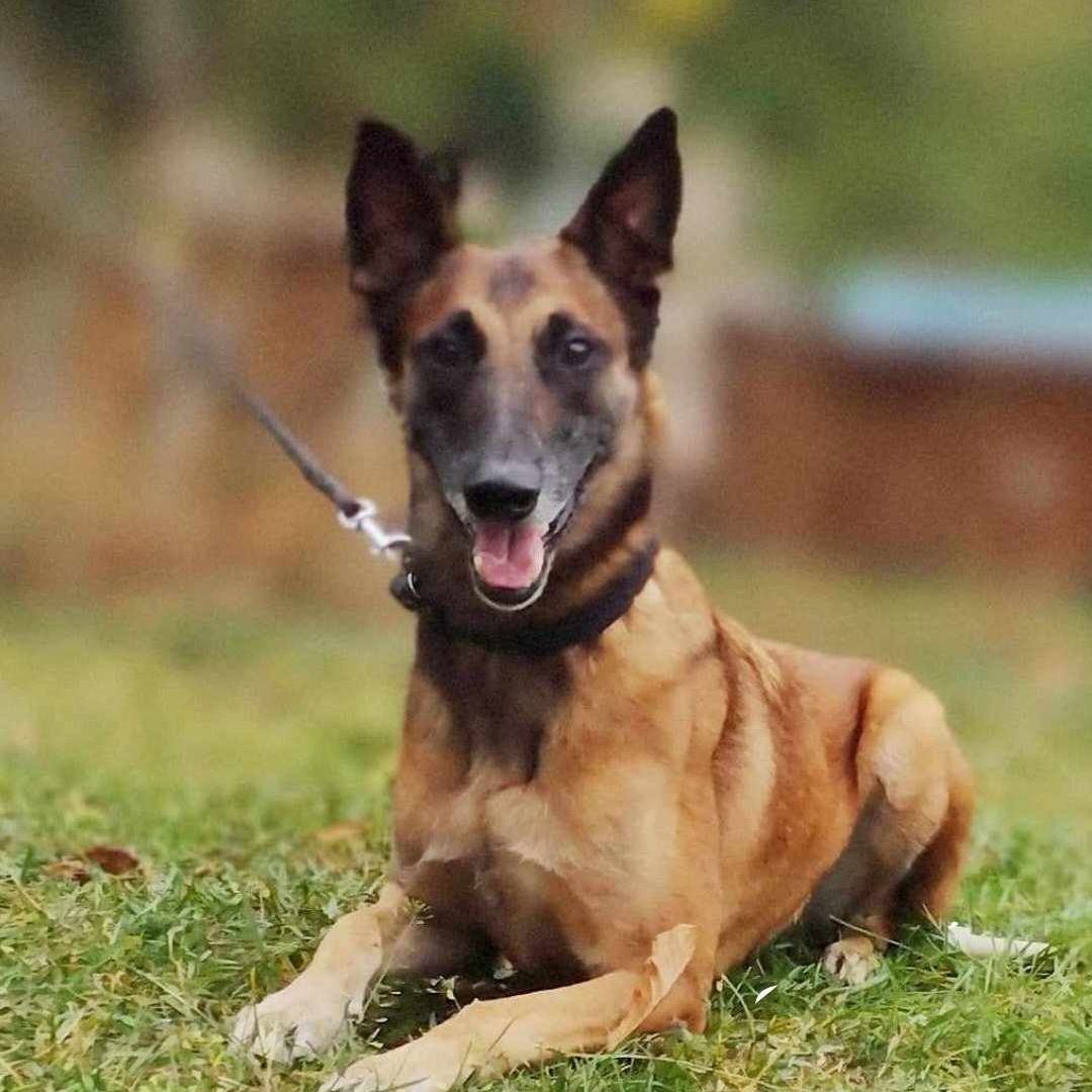 Soutěžní fotografie - Claudia,  Belgický ovčák - Malinois