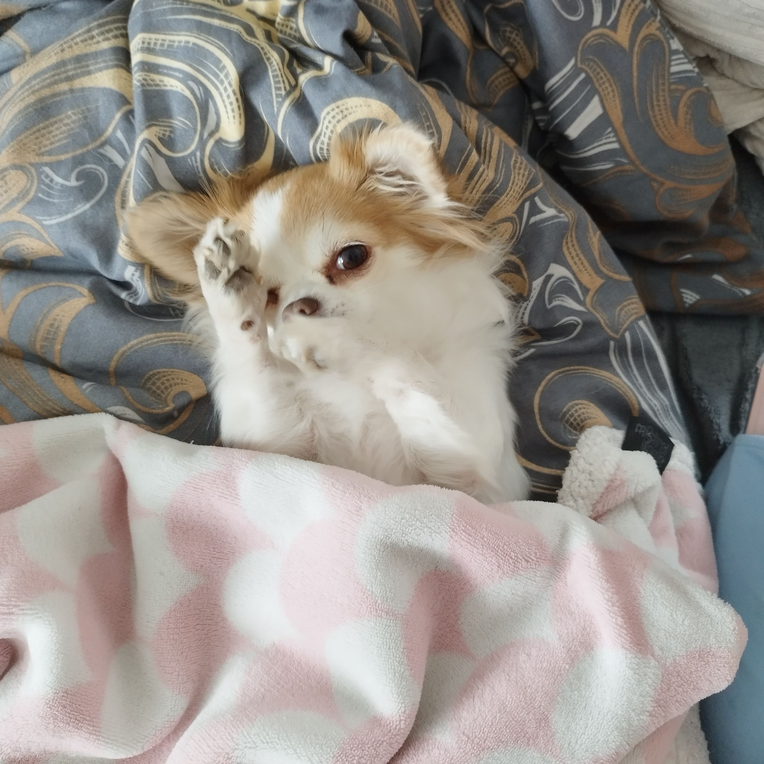 Soutěžní fotografie - Chloé ,  Čivava dlouhosrstá