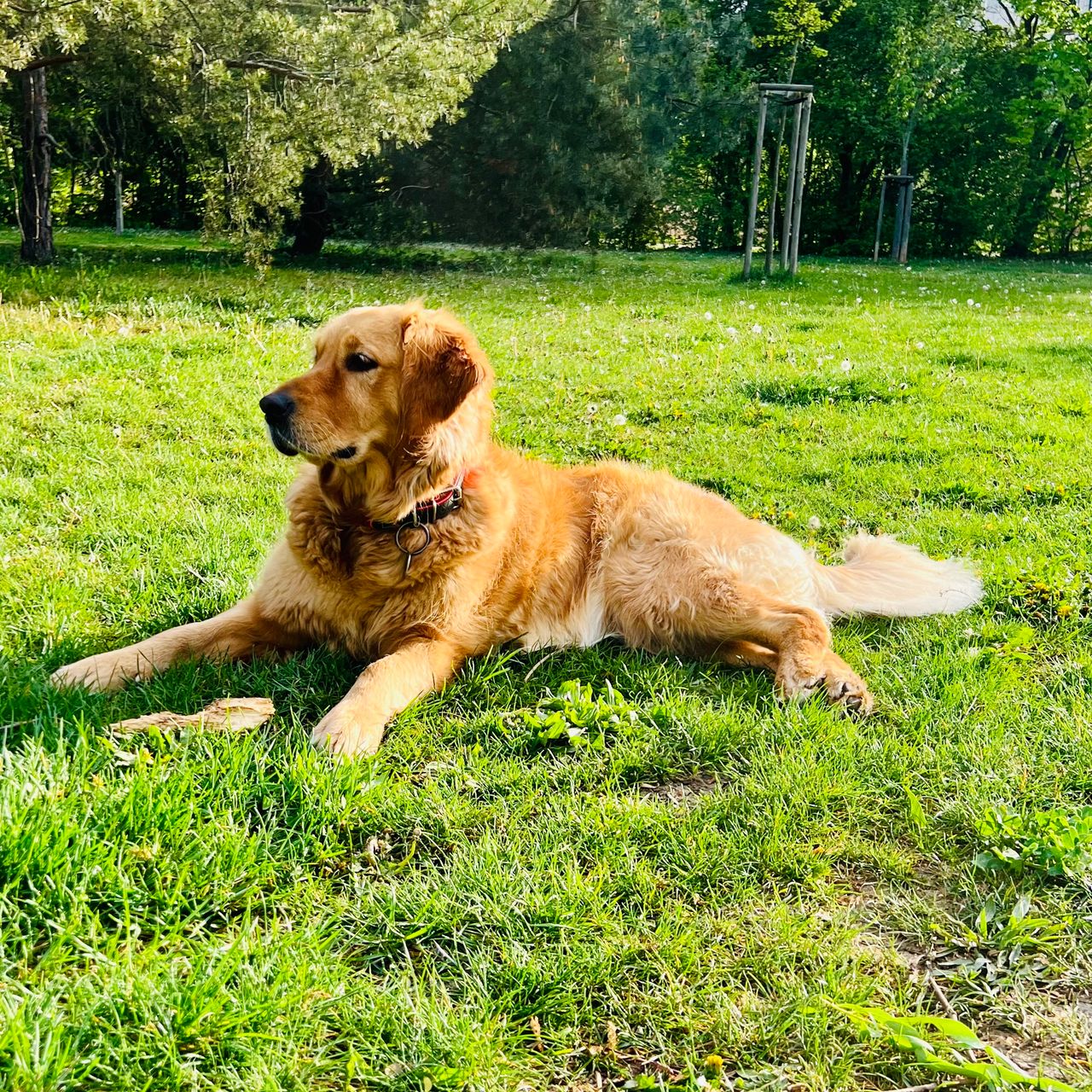 Soutěžní fotografie - Mája,  Zlatý retriever