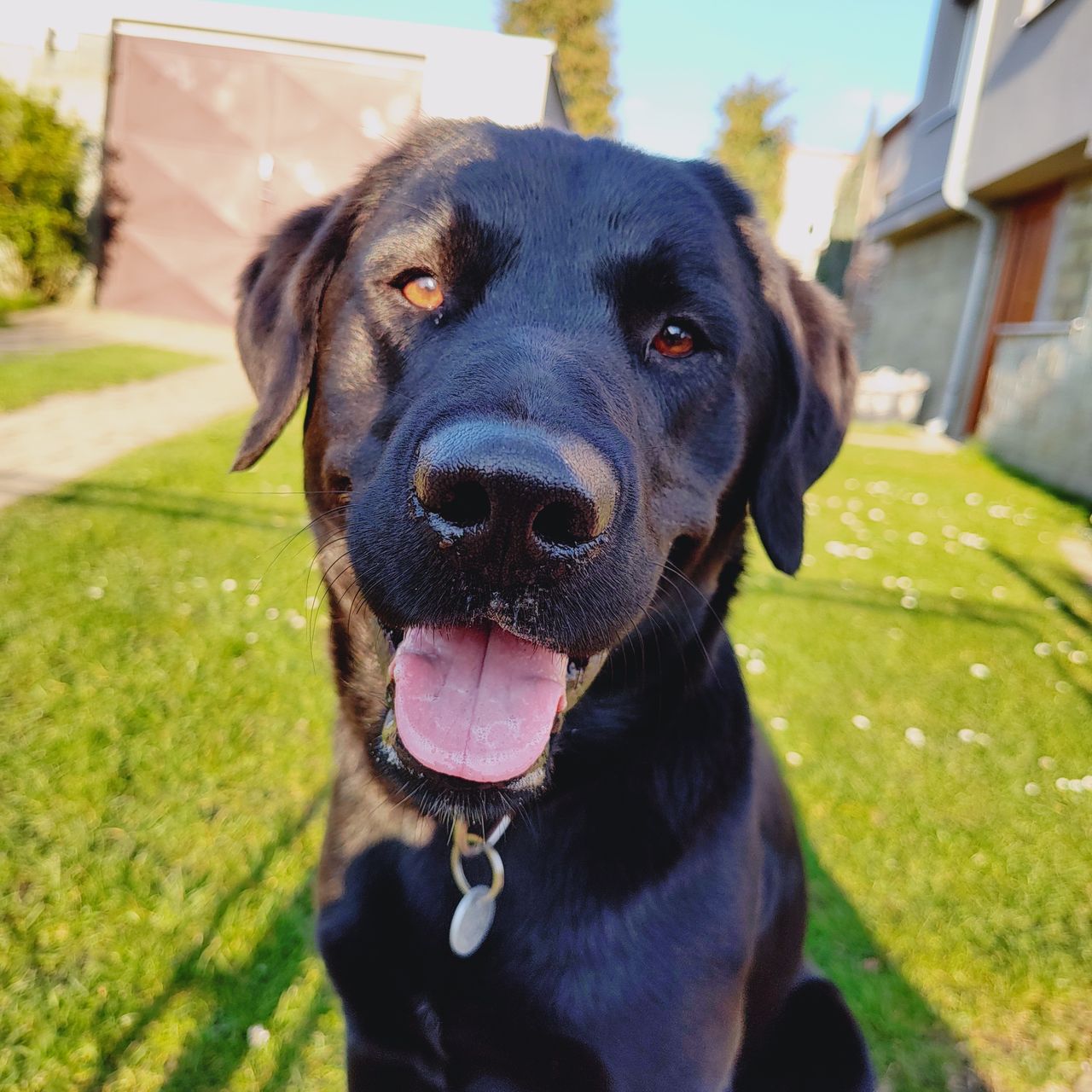 Soutěžní fotografie - Max,  Labradorský retriever