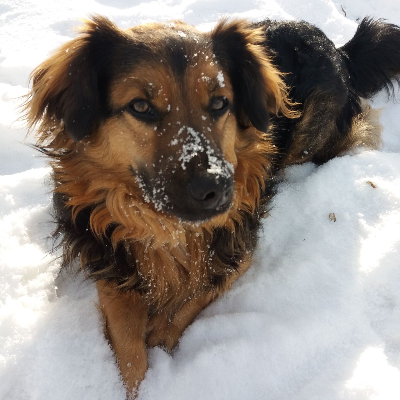 Soutěžní fotografie - Dogi,  Jezevčík