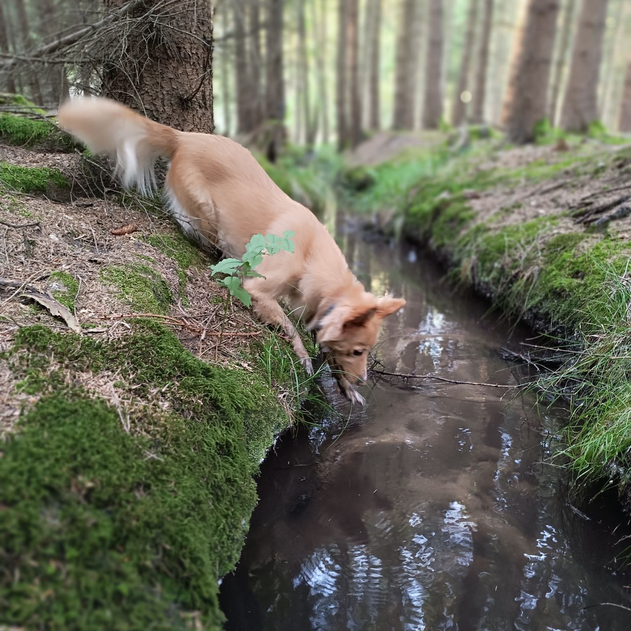 Soutěžní fotografie - Baboo ,  Kanadský eskymácký pes