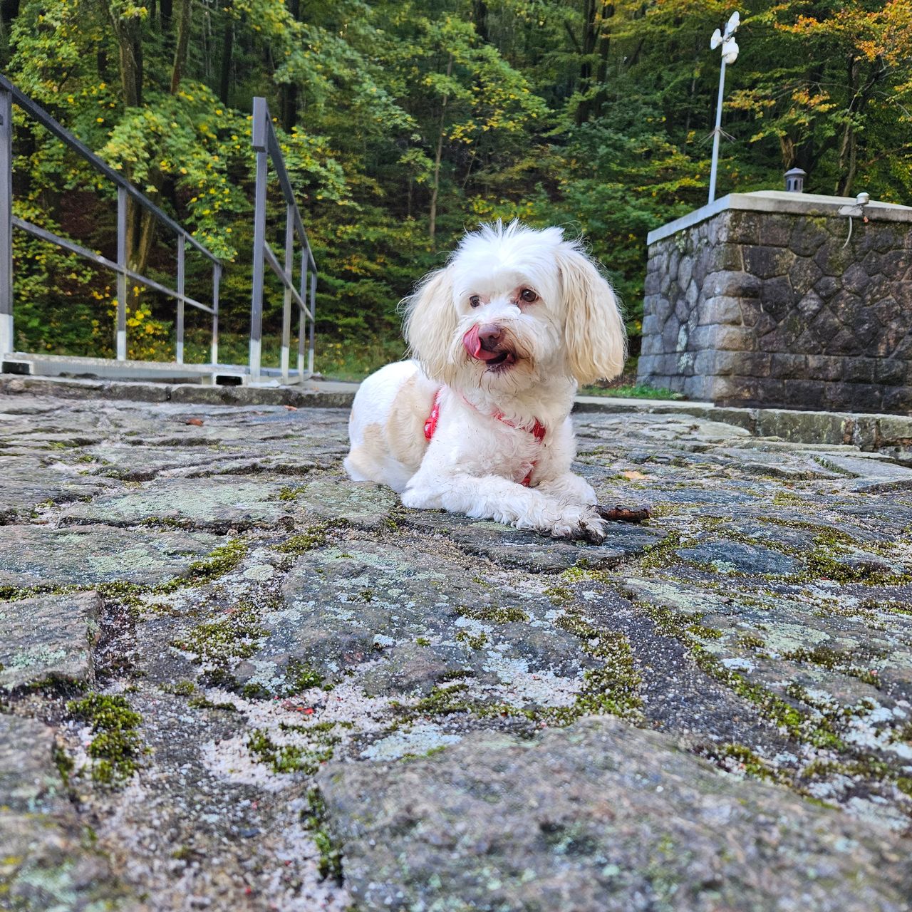 Soutěžní fotografie - Lussy,  Chinese Chongquing dog