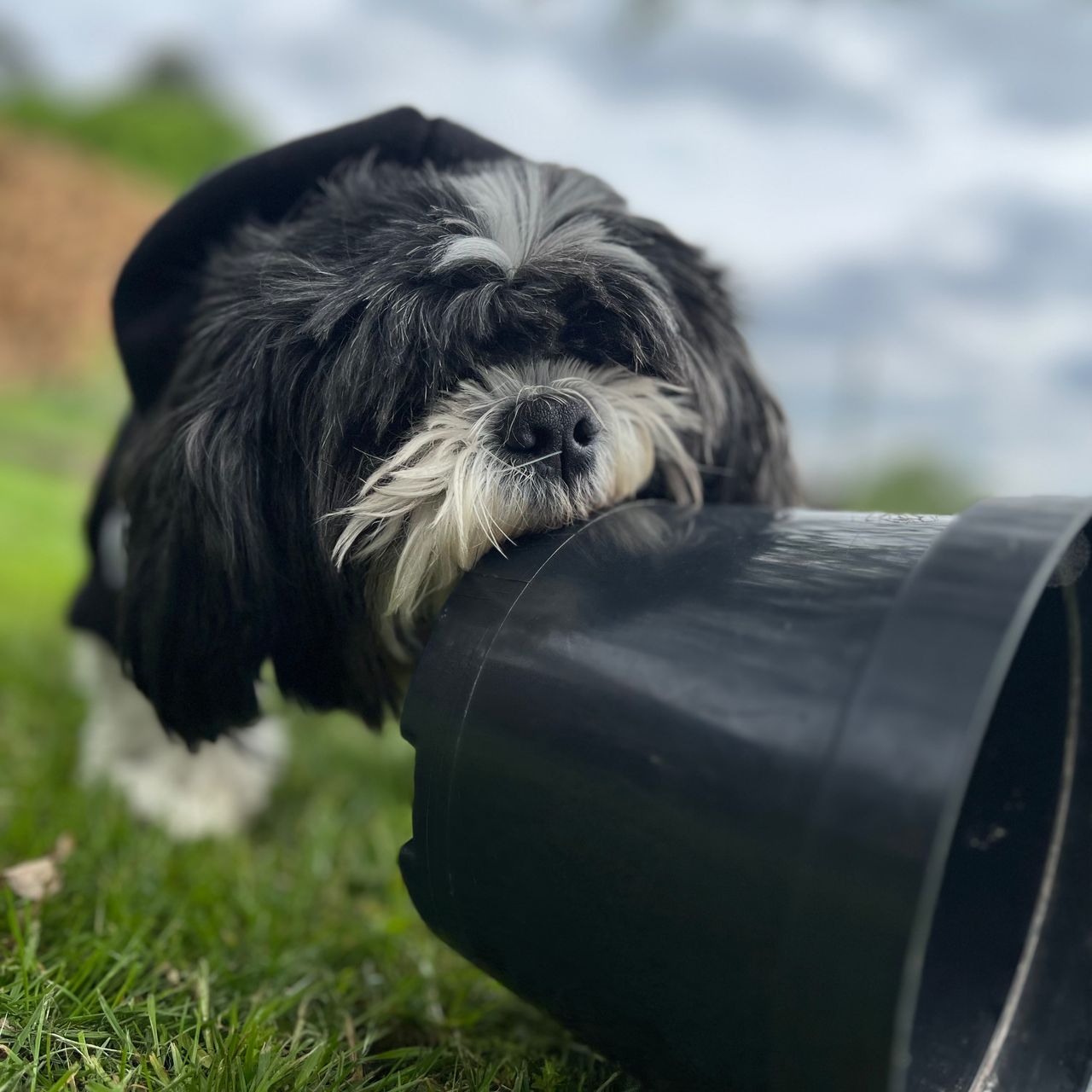 Soutěžní fotografie - Riki,  Shih-tzu