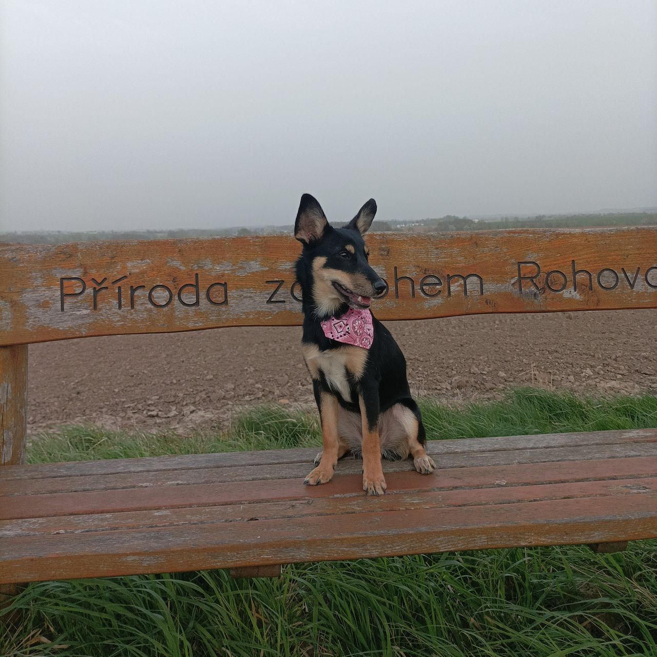 Soutěžní fotografie - Bella,  Ostatní
