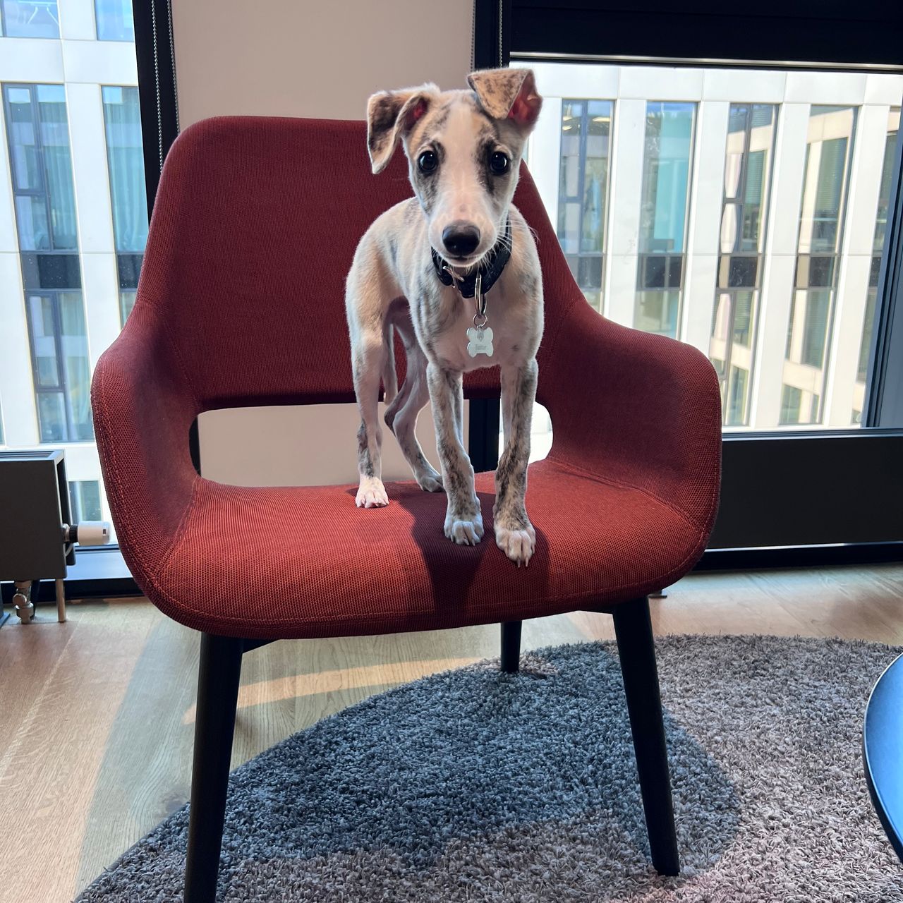 Soutěžní fotografie - Baxík,  Whippet