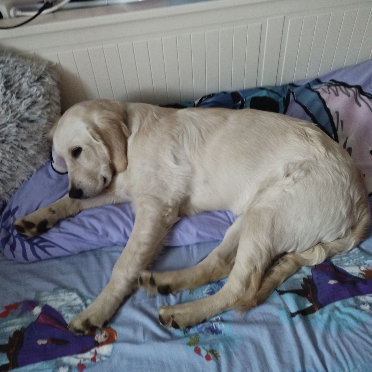 Soutěžní fotografie - Lenka,  Zlatý retriever