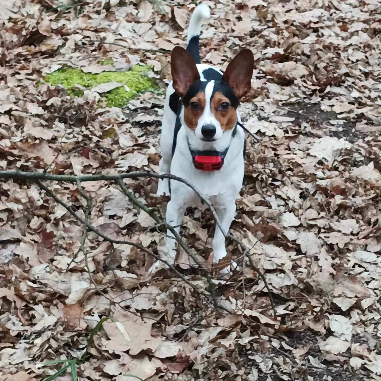 Soutěžní fotografie - Fido,  Jack Russell Teriér