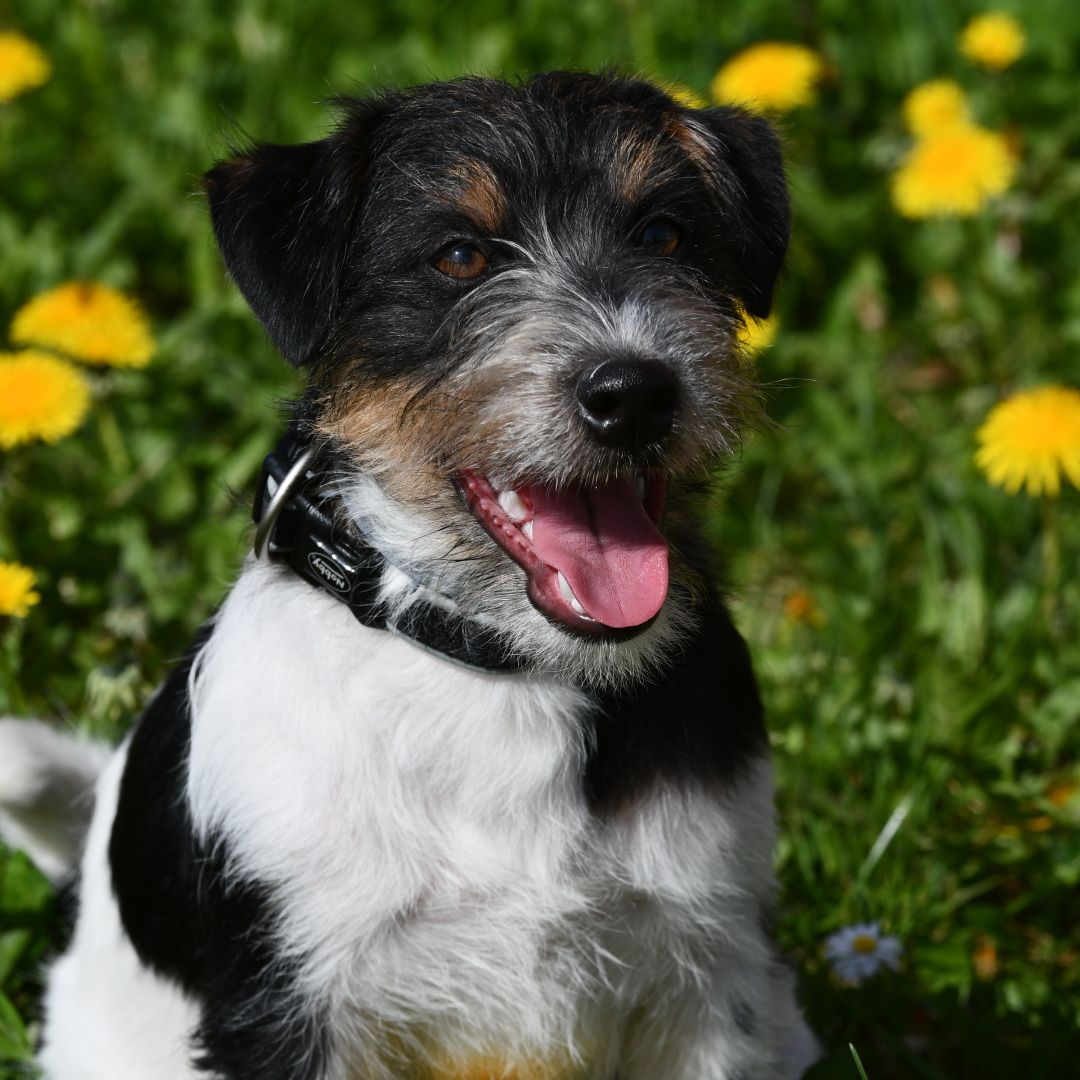 Soutěžní fotografie - Dante,  Jack Russell Teriér