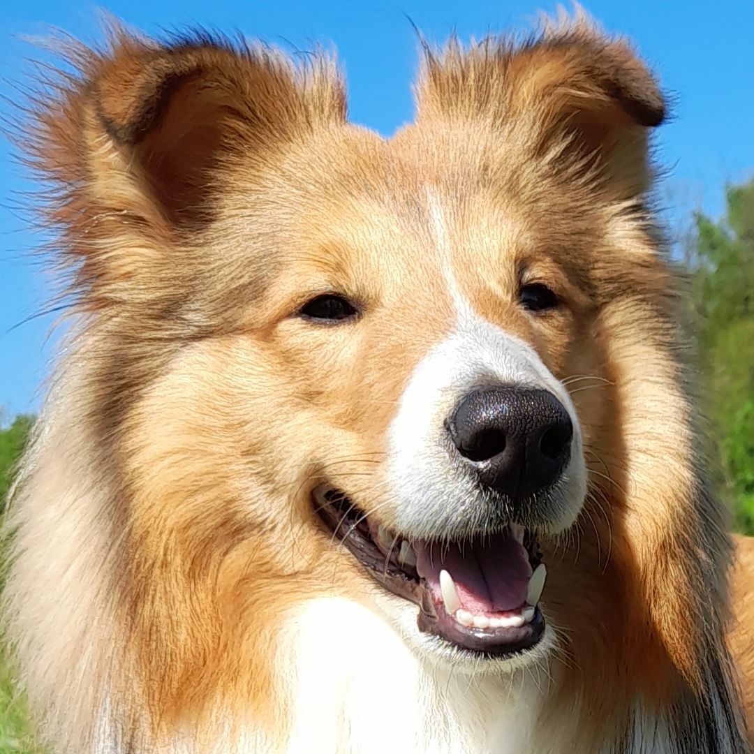 Soutěžní fotografie - Archie,  Sheltie