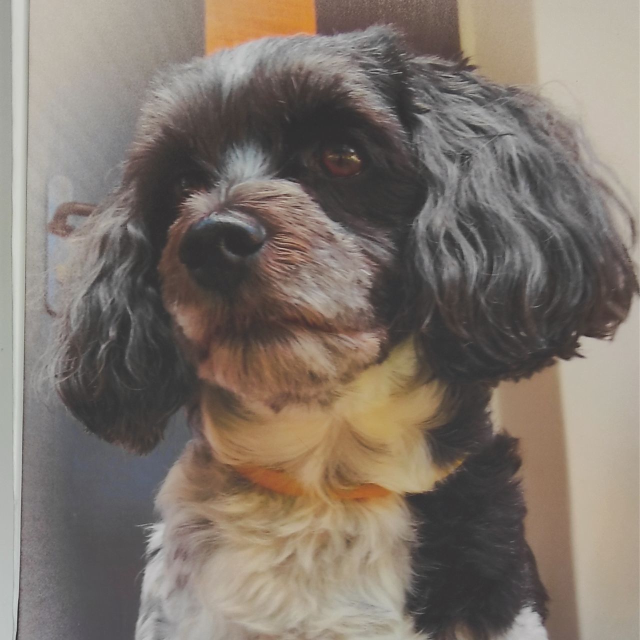 Soutěžní fotografie - Charly,  Havanský psík