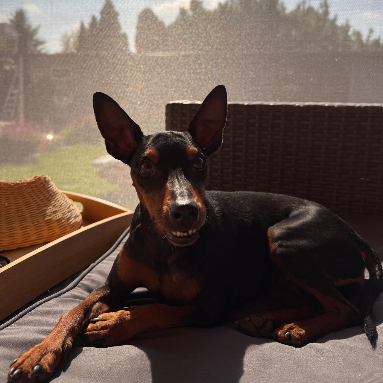 Soutěžní fotografie - Agnes,  Trpasličí pinč