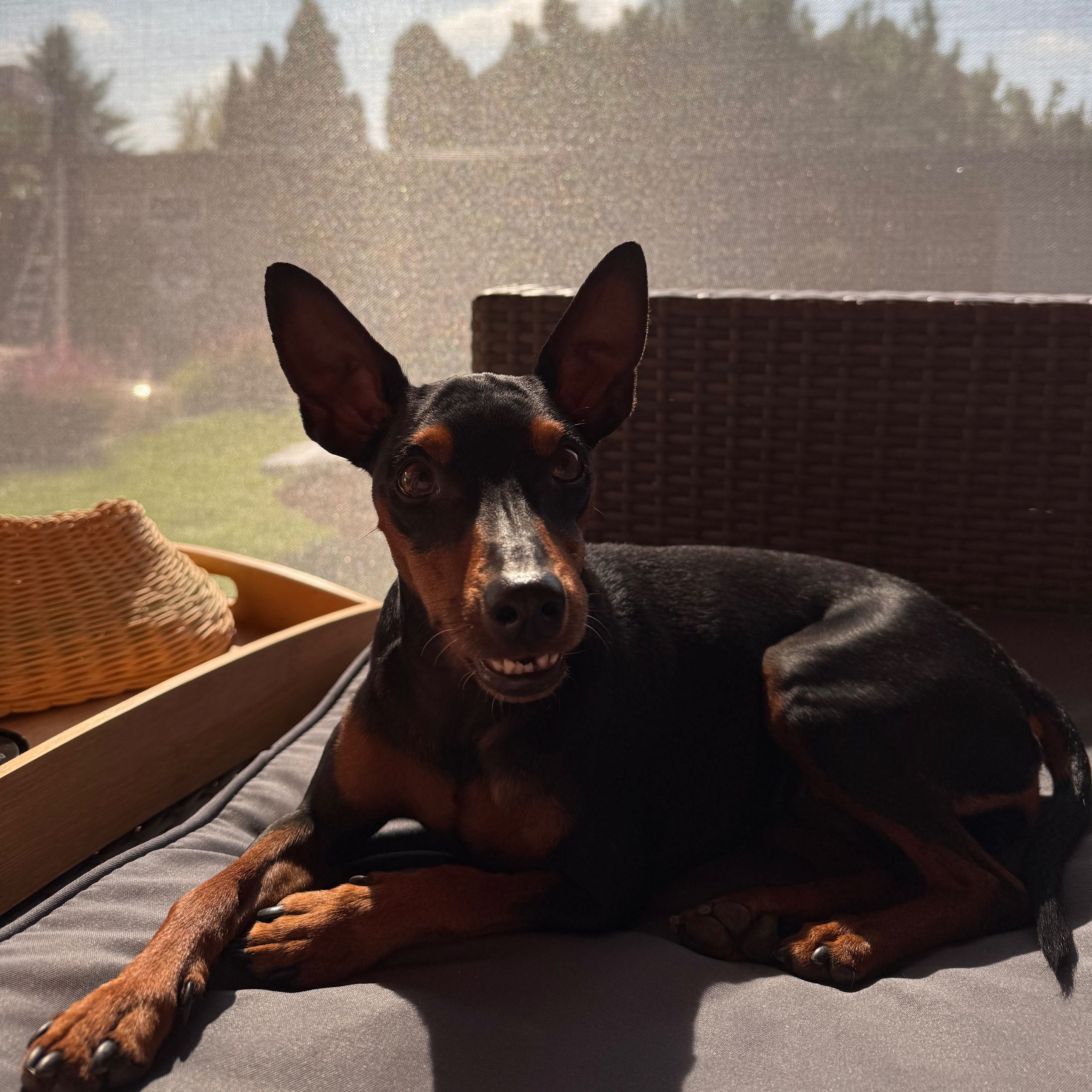 Soutěžní fotografie - Agnes,  Trpasličí pinč