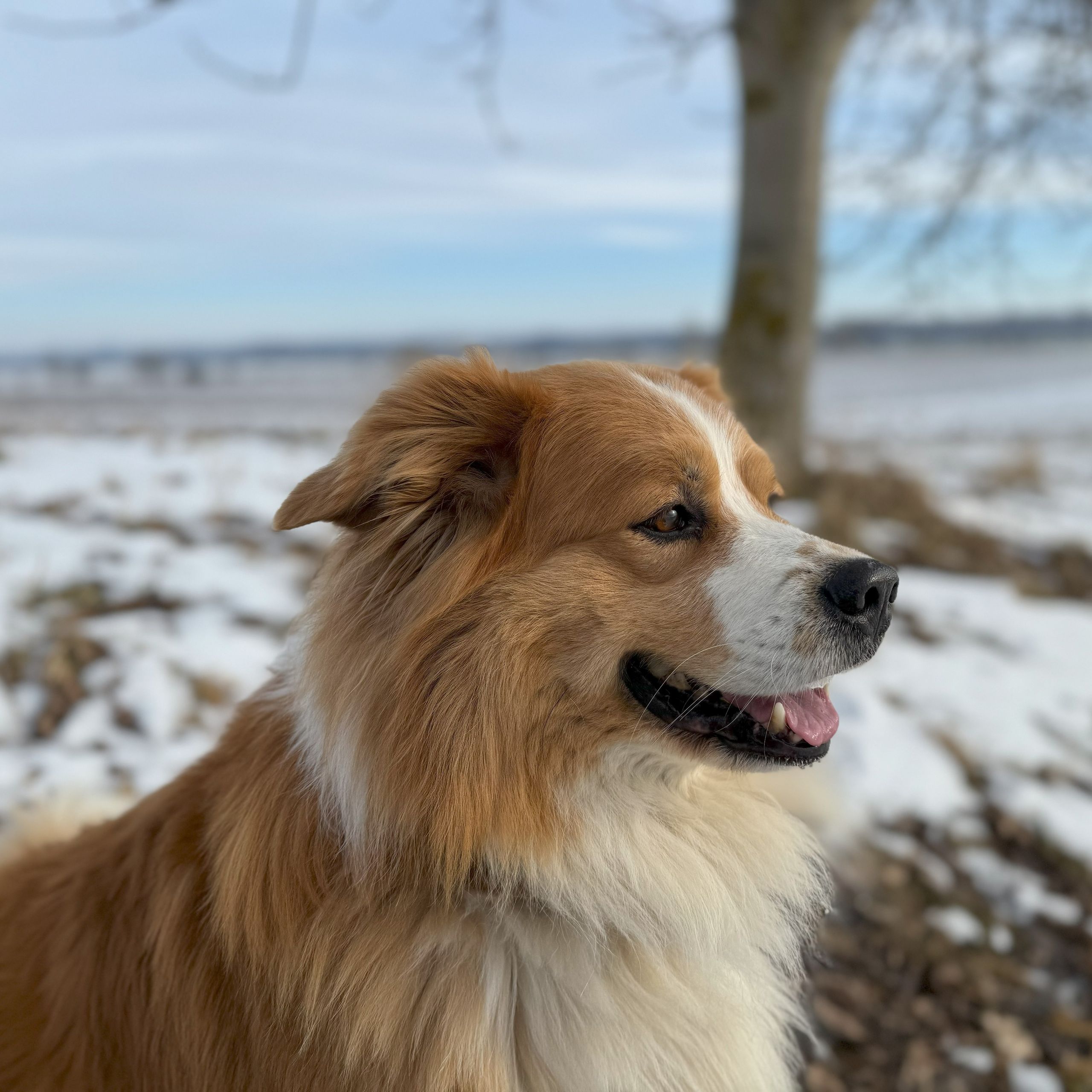 Soutěžní fotografie - Max,  Ostatní