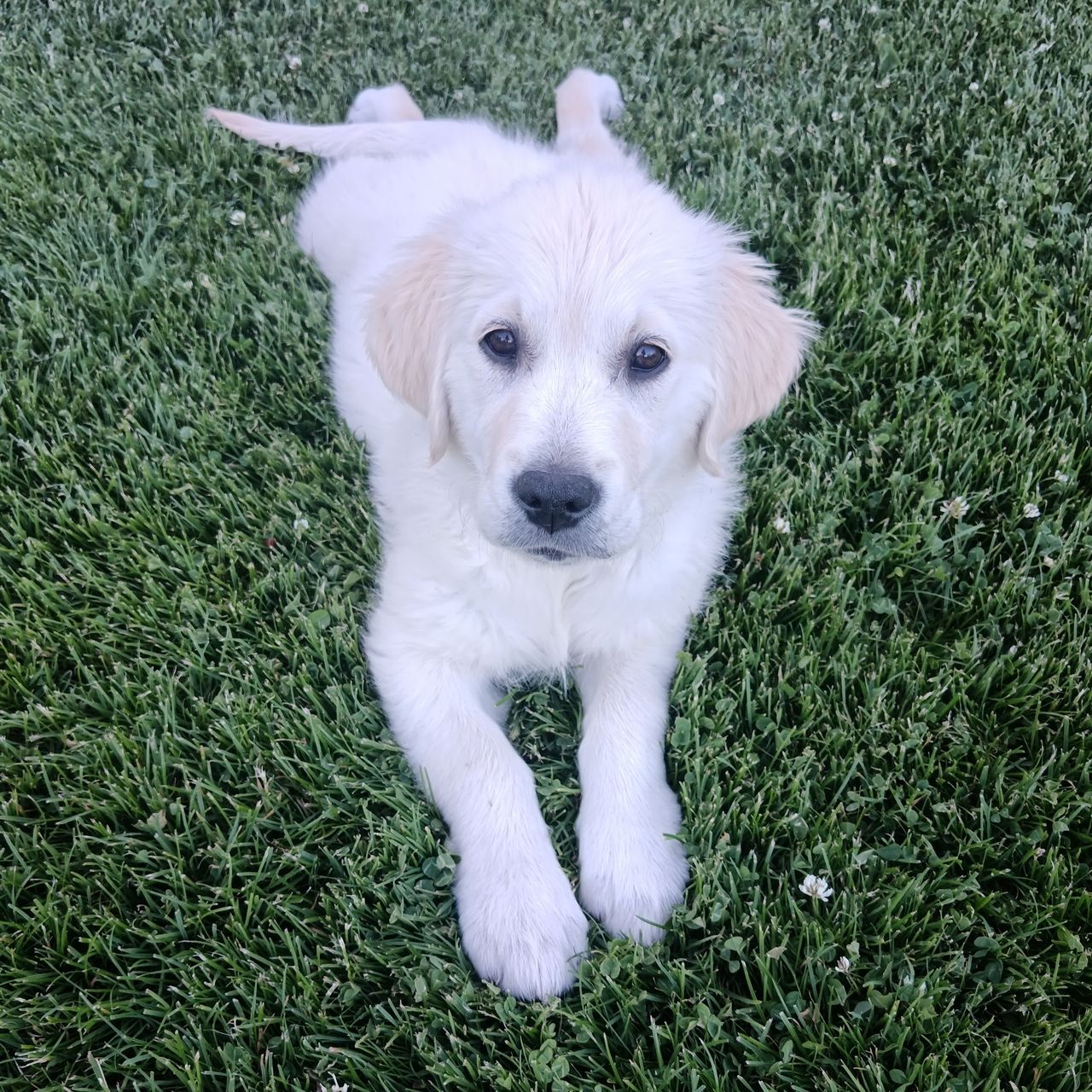 Soutěžní fotografie - Charlie,  Zlatý retriever