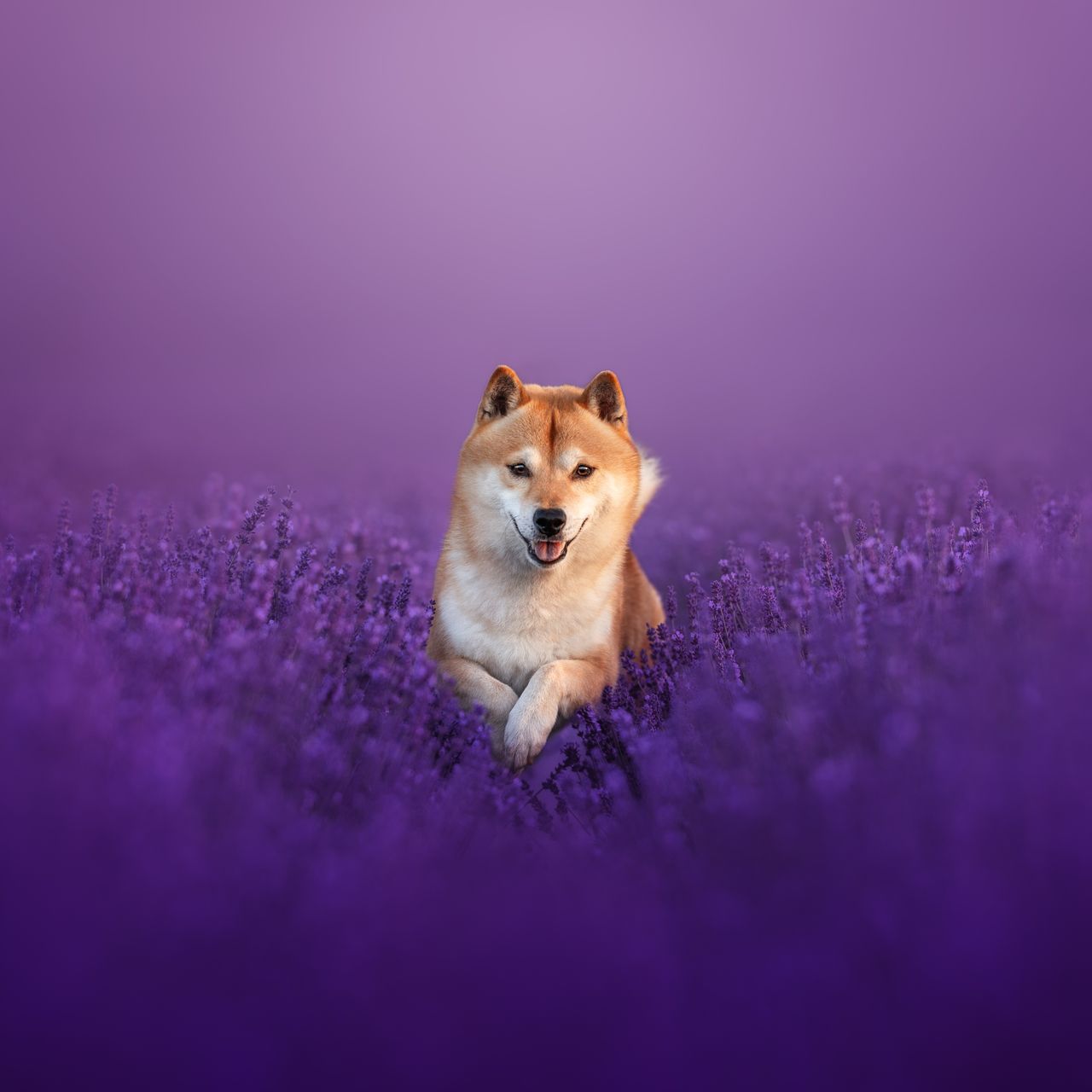 Soutěžní fotografie - Michi,  Shiba
