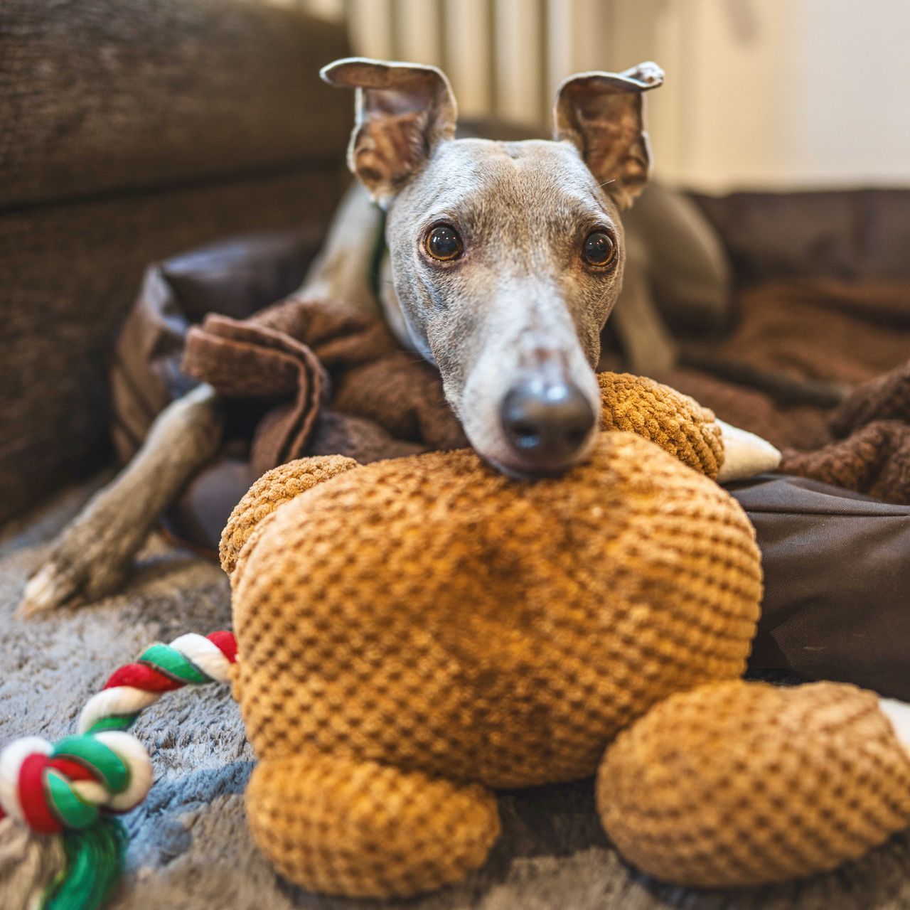 Soutěžní fotografie - Charlie,  Whippet