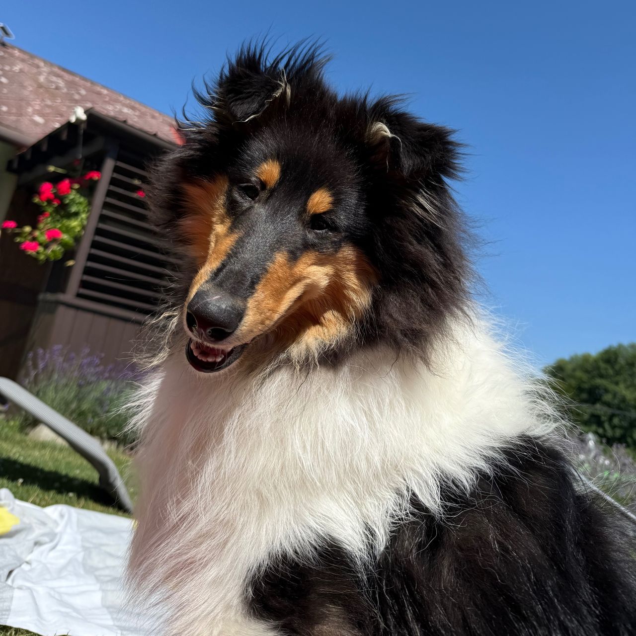 Soutěžní fotografie - Augustus Maximus I.,  Kolie dlouhosrstá