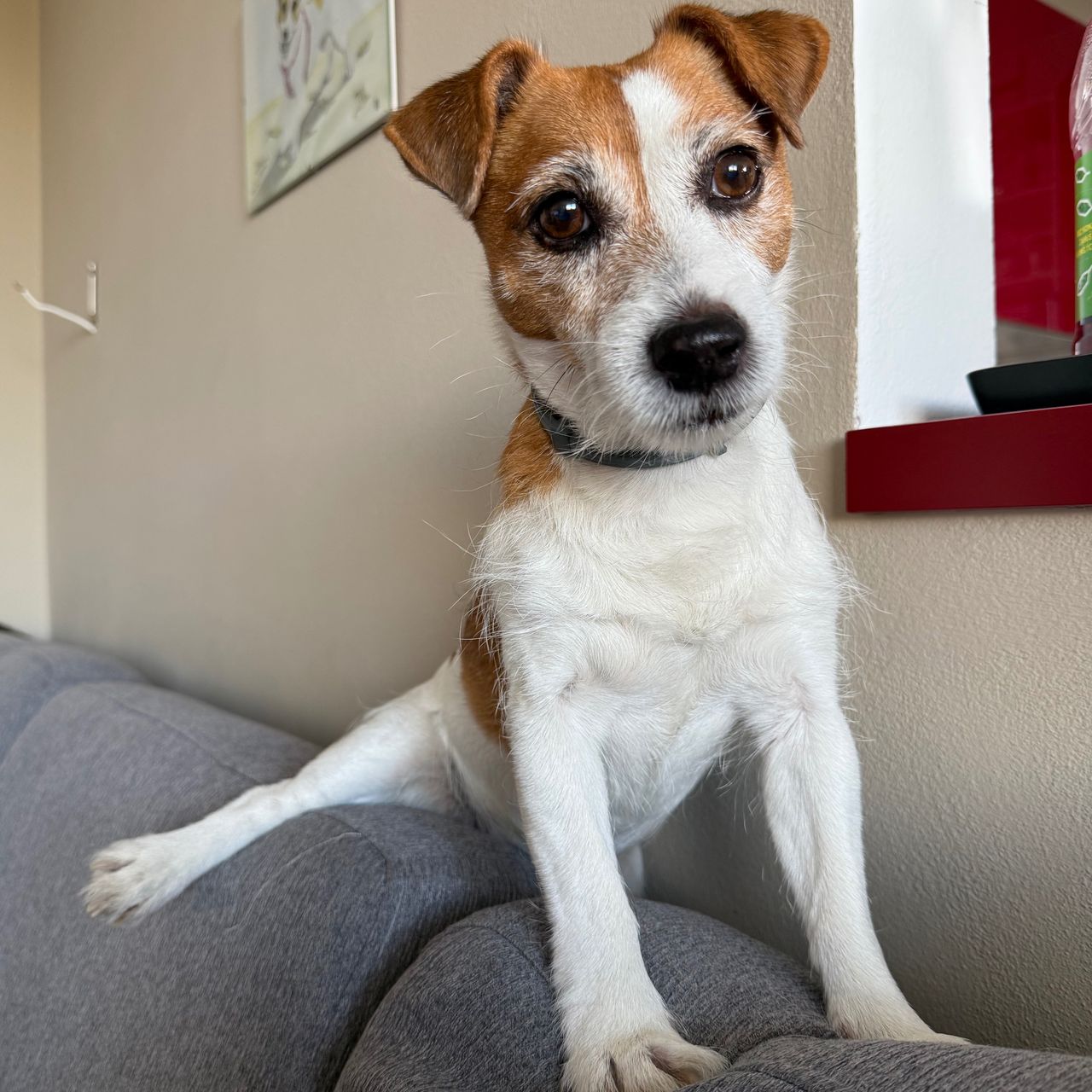 Soutěžní fotografie - Jackie,  Jack Russell Teriér