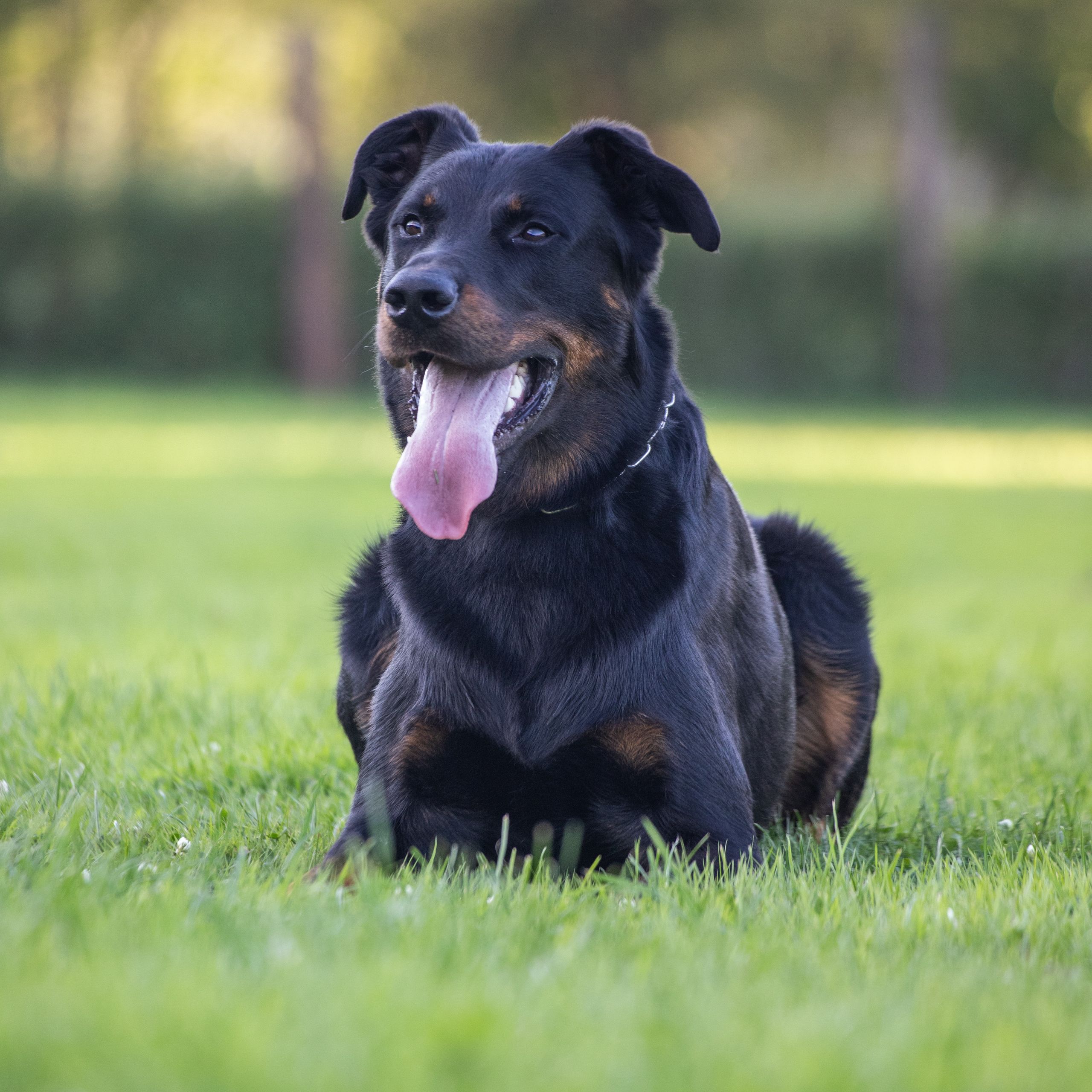Soutěžní fotografie - Nigreo,  Beauceron Berger de Beauce
