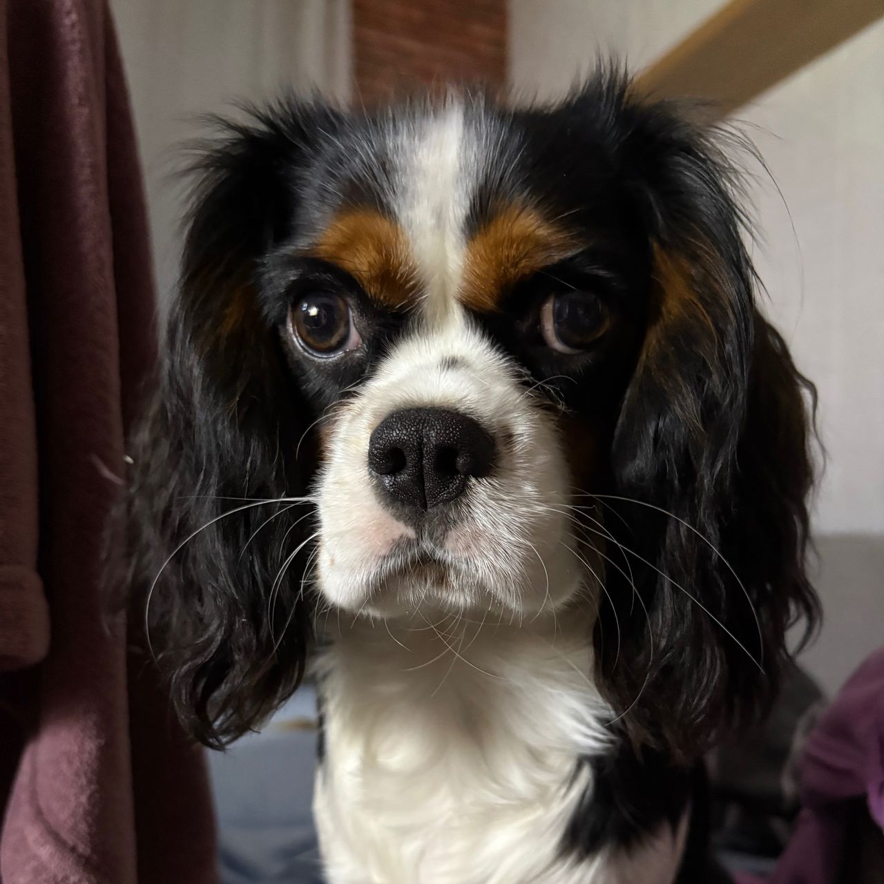 Soutěžní fotografie - Daisy,  Kavalír King Charles španěl