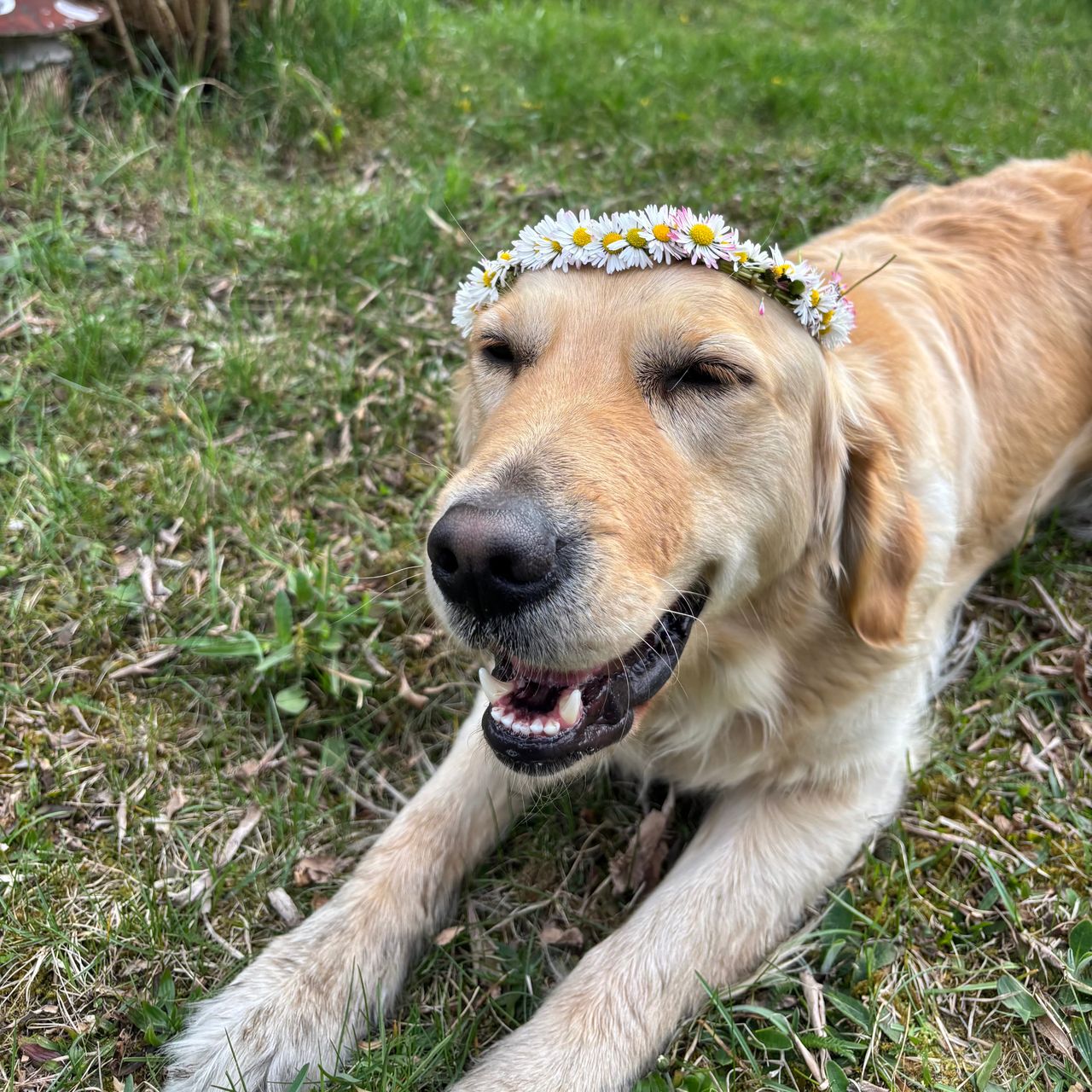Soutěžní fotografie - Hailey,  Zlatý retriever