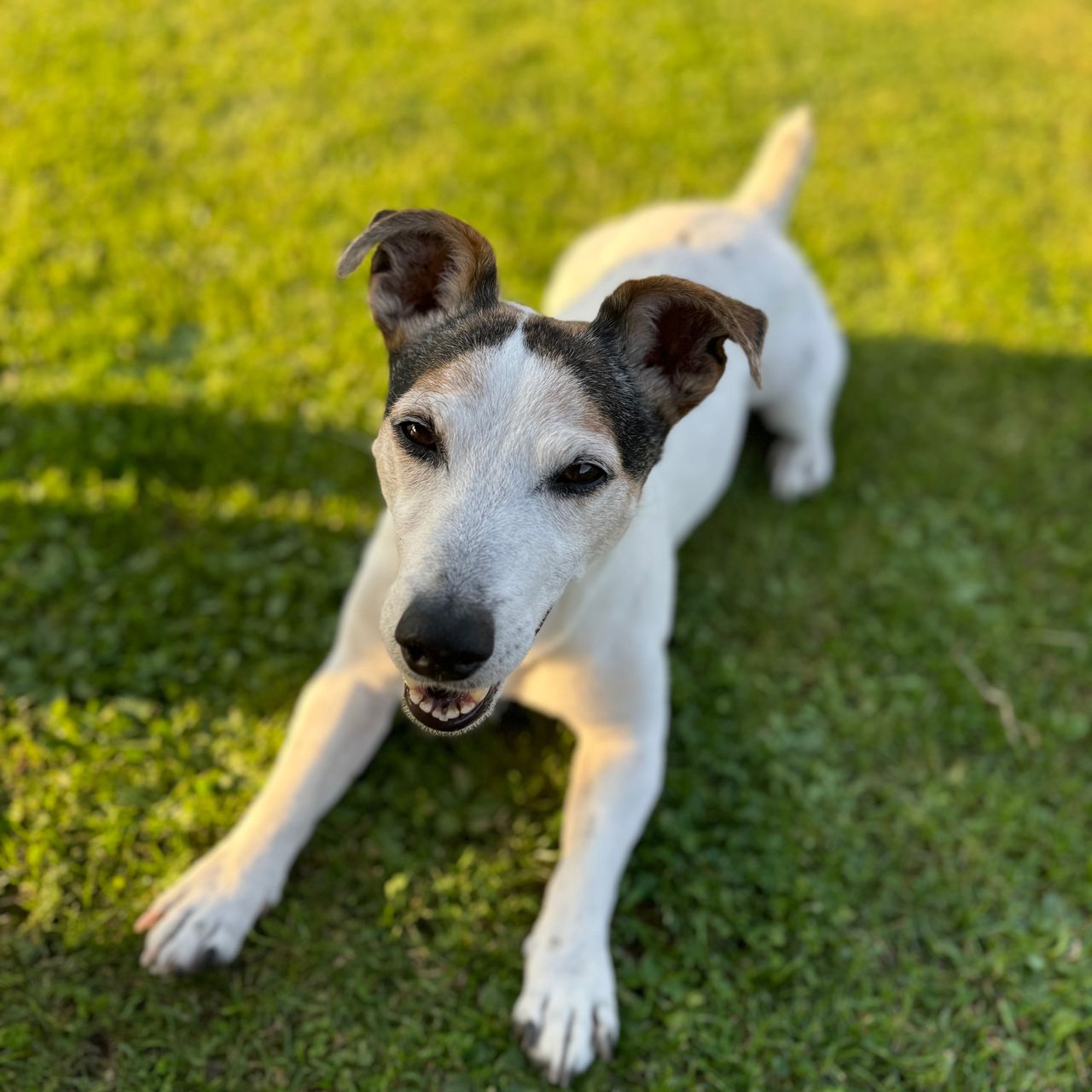 Soutěžní fotografie - Denny,  Jack Russell Teriér