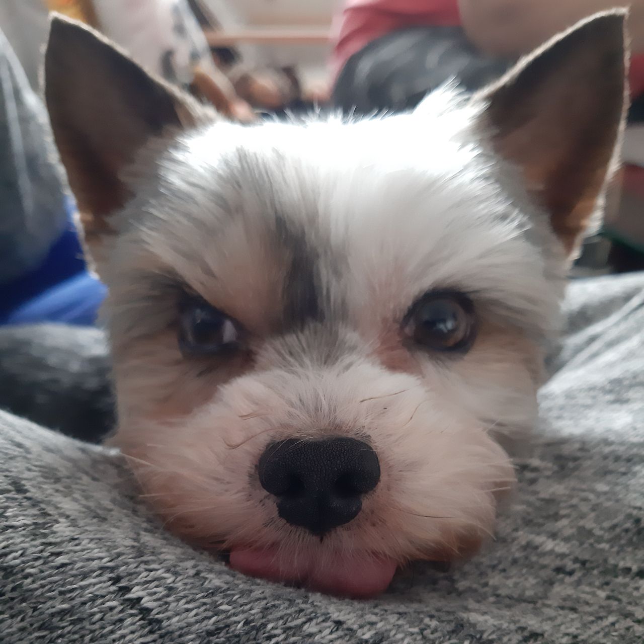 Soutěžní fotografie - Timmy,  Yorkšírský terier