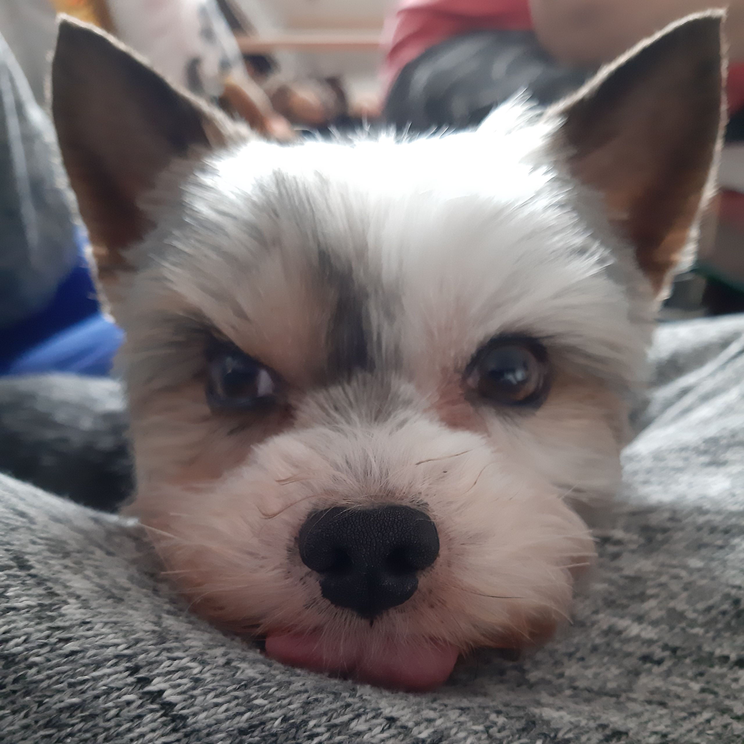 Soutěžní fotografie - Timmy,  Yorkšírský terier