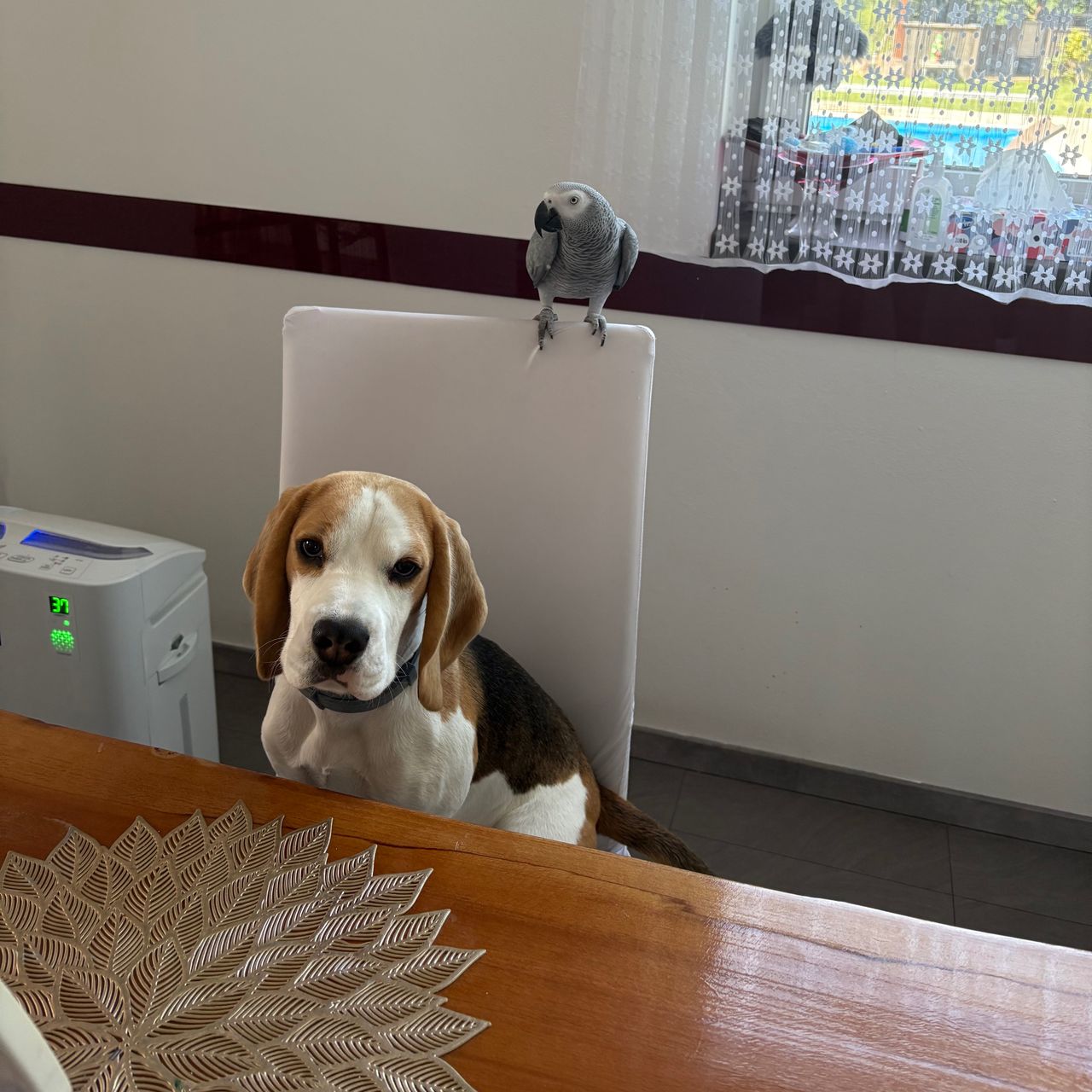 Soutěžní fotografie - Besinka,  Beagle