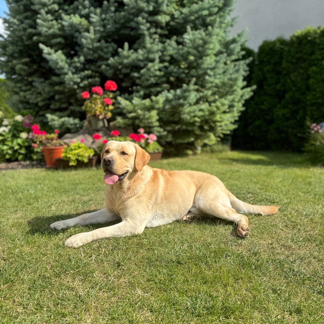 Soutěžní fotografie - Max,  Labradorský retriever