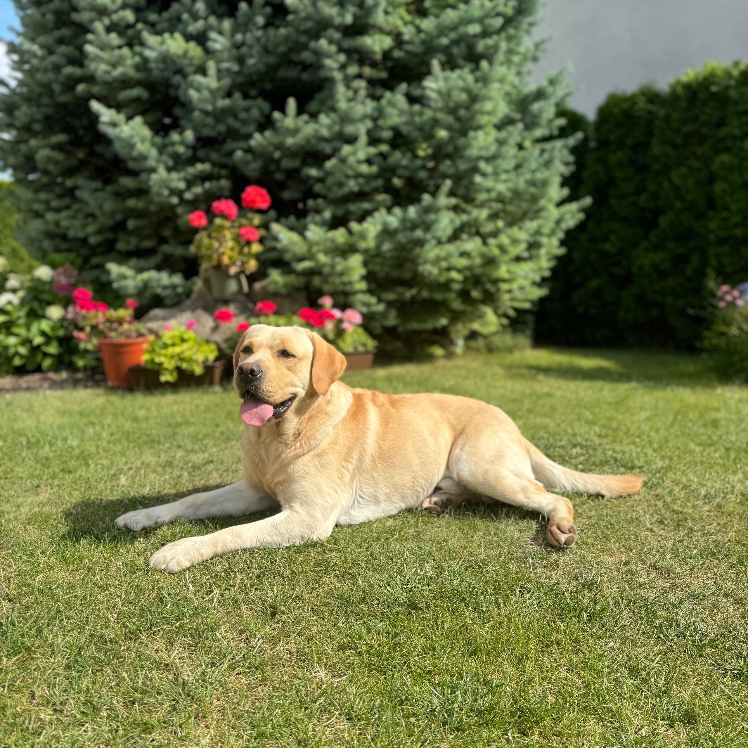 Soutěžní fotografie - Max,  Labradorský retriever