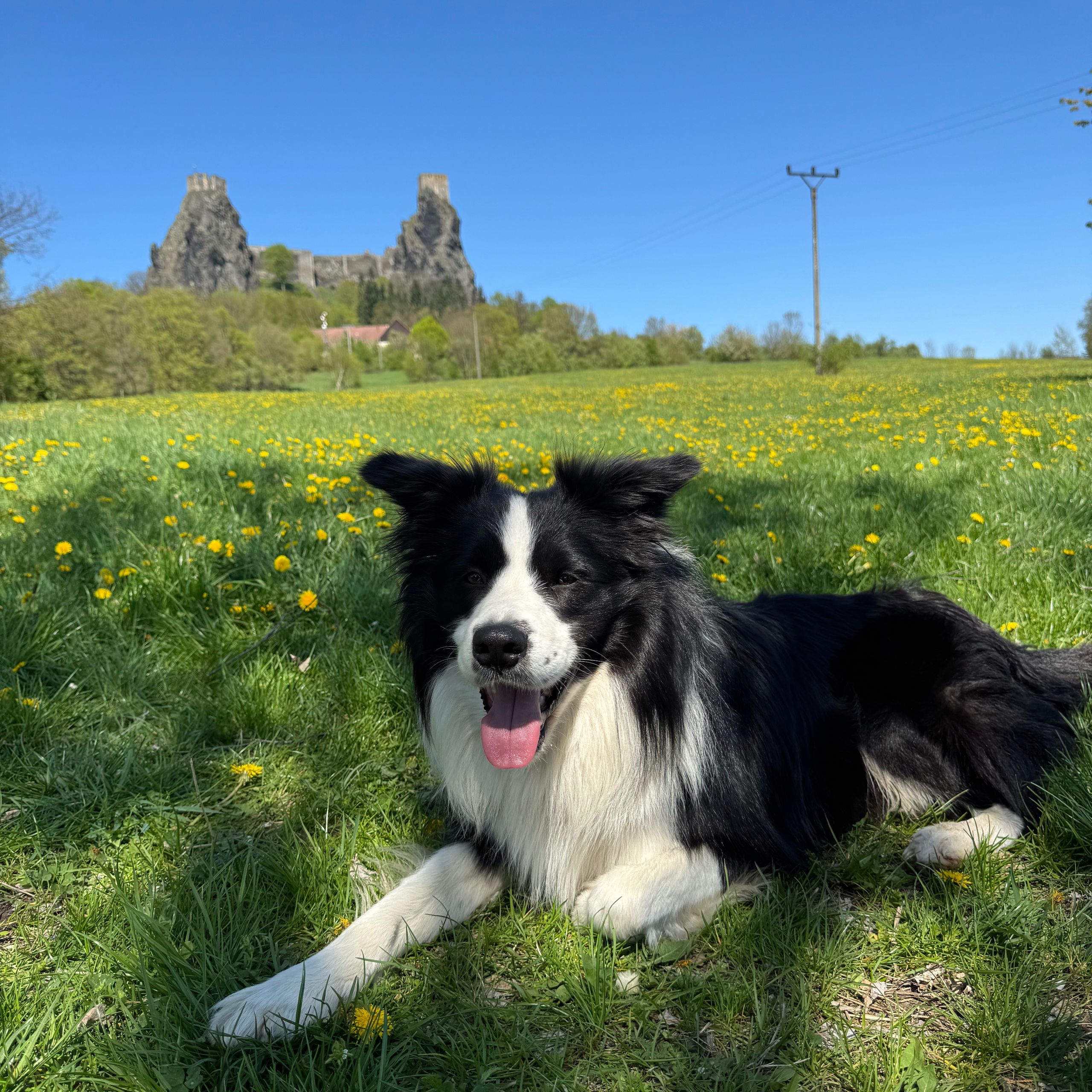 Soutěžní fotografie - Arran,  Border kolie